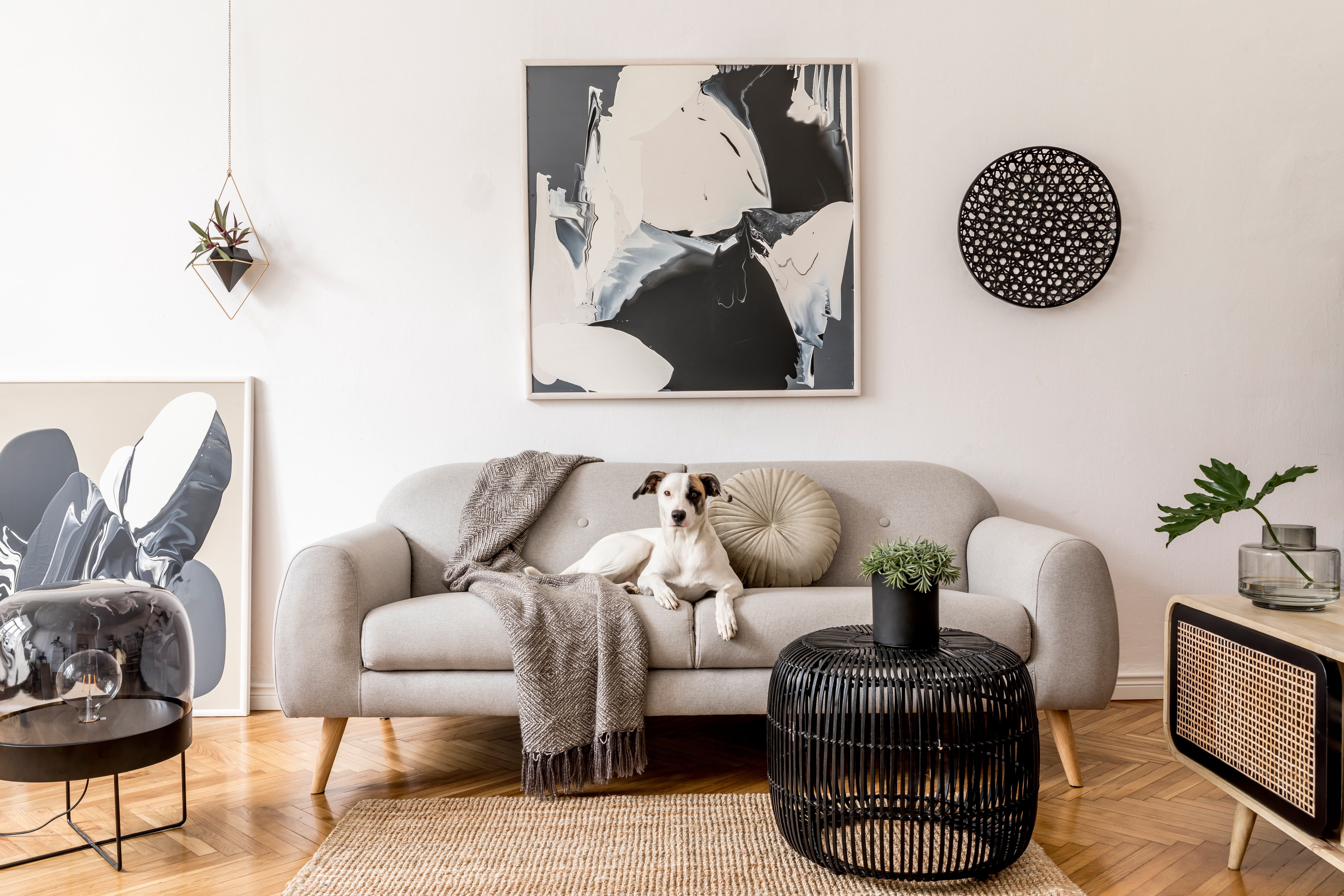 Imagem de um cachorro branco e preto sentado em um sofá com almofada e manta, na sala também há outros móveis e quadros.