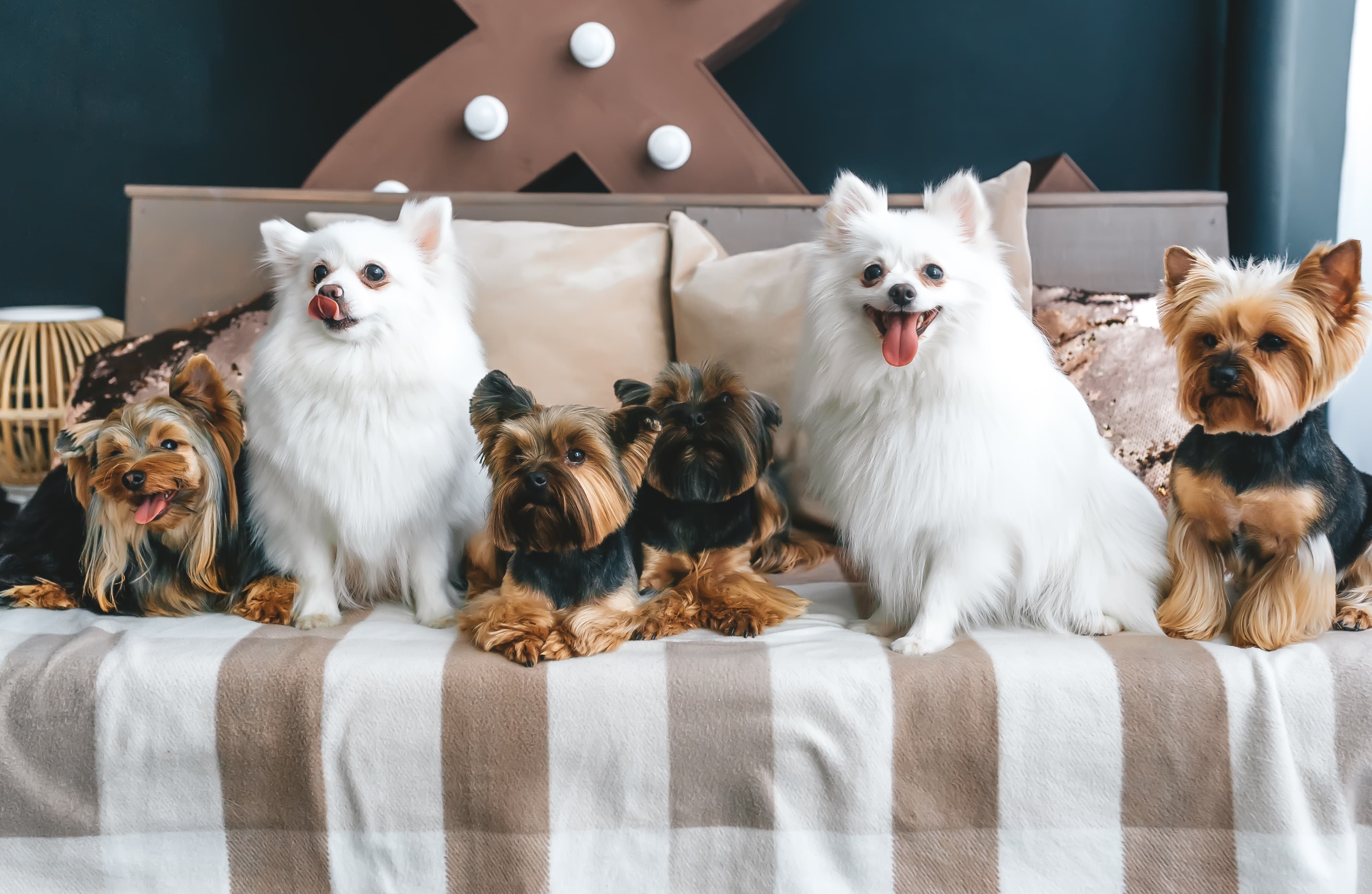 Imagem de 2 Spitz Alemão brancos e 4 Yorkshires preto e caramelo sentados em um sofá com manta listrada e almofadas com decorações de fundo,