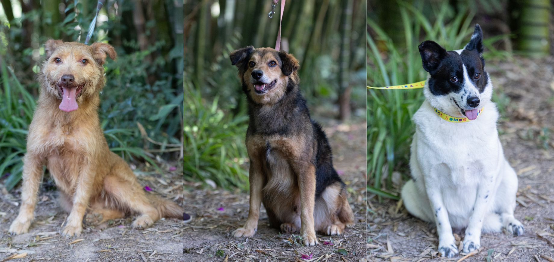 Semana do Vira-Lata: PEDIGREE® e AMPARA Animal se unem para combater o abandono de animais