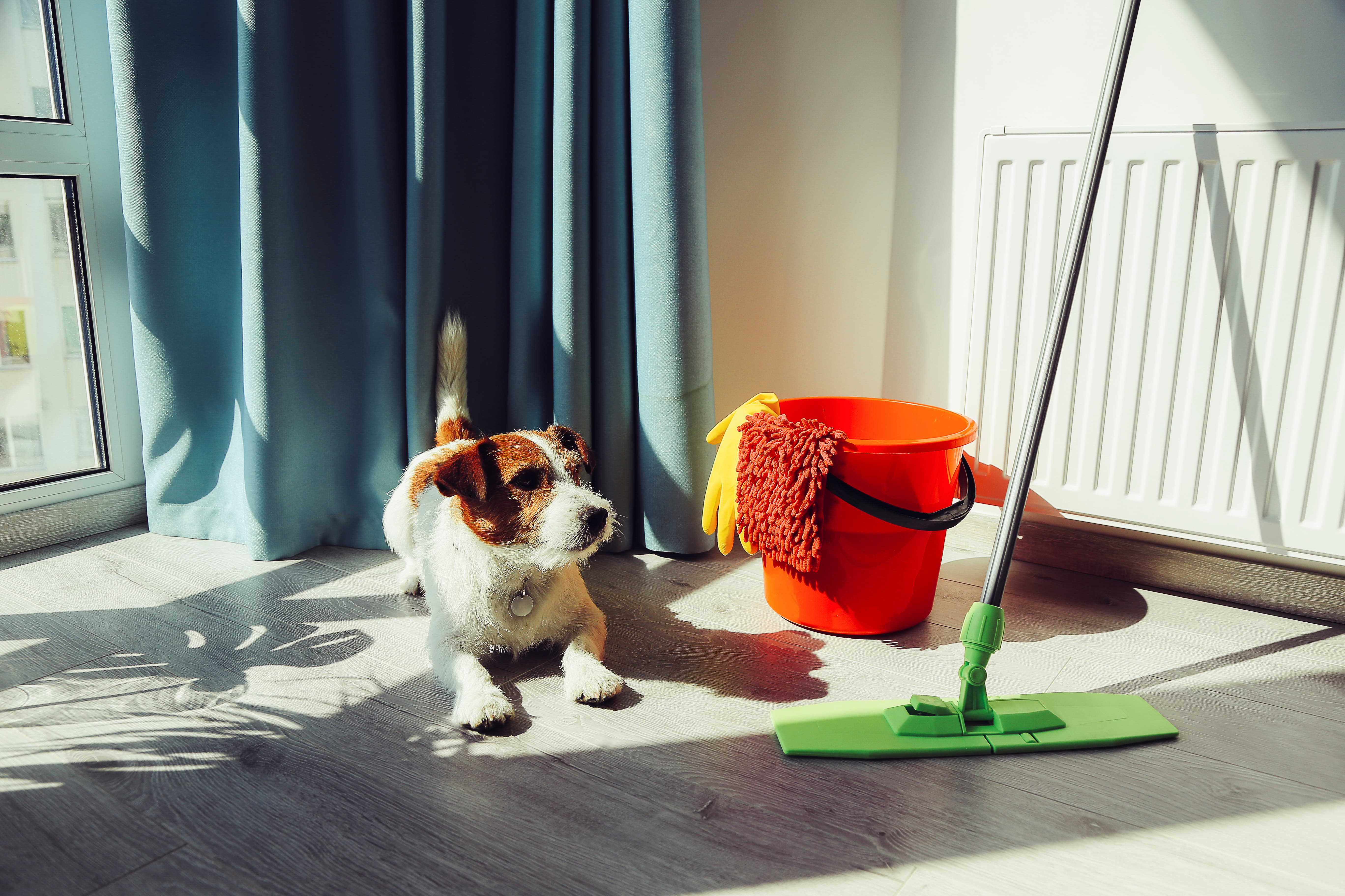 Imagem de um Jack Russell sentado no chão ao lado de um mop e um balde com pano e luva.