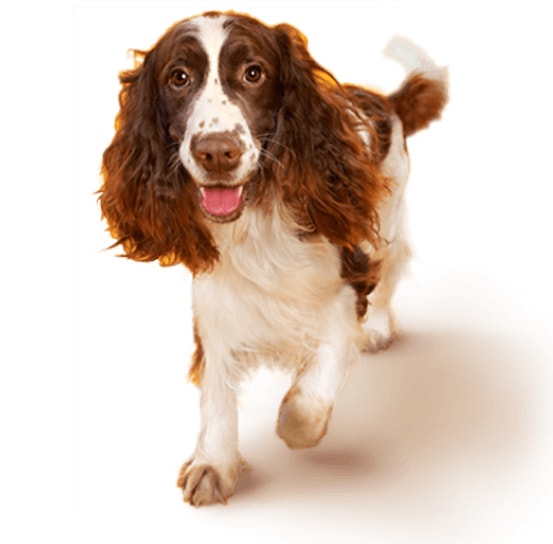 Cachorro Springer spaniel com pelagem branco e castanho caminhando e olhando em direção a foto