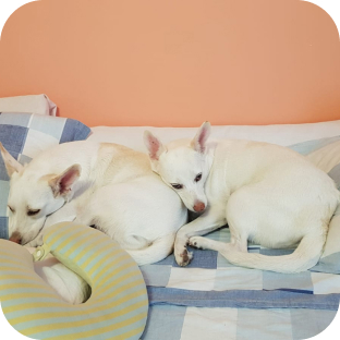 Dois cachorro brancos, deitados, em uma cama com lençol quadriculado azul e branco e parede laranja
