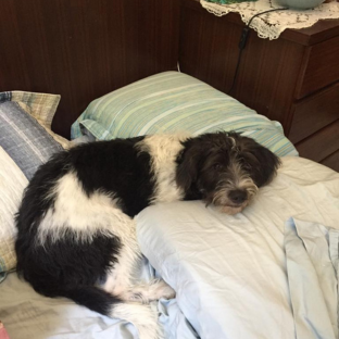 Cachorro de pelo médio, preto e branco, deitado sob o travesseiro em uma cama com lençóis verde e branco.