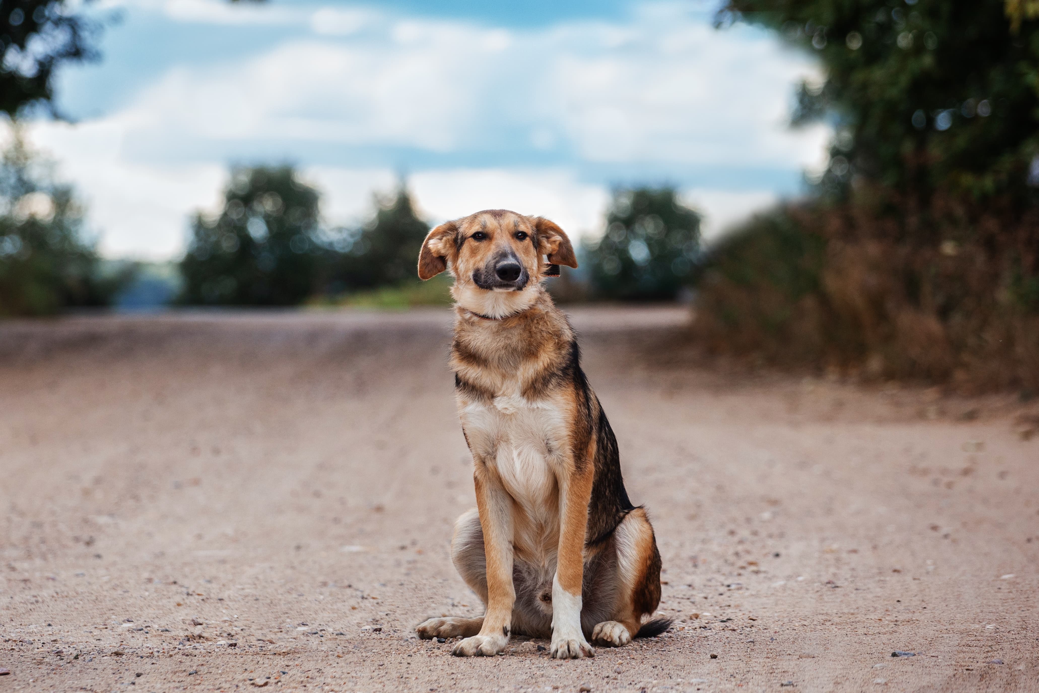 Imagem de um cachorro vira-lata branco com manchas marrons e pretas, orelhas baixas, sentado em uma estrada de chão com árvores ao redor.