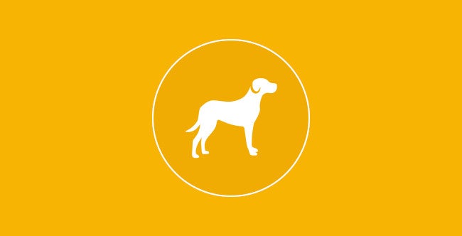 Saiba mais sobre escolher um cachorro