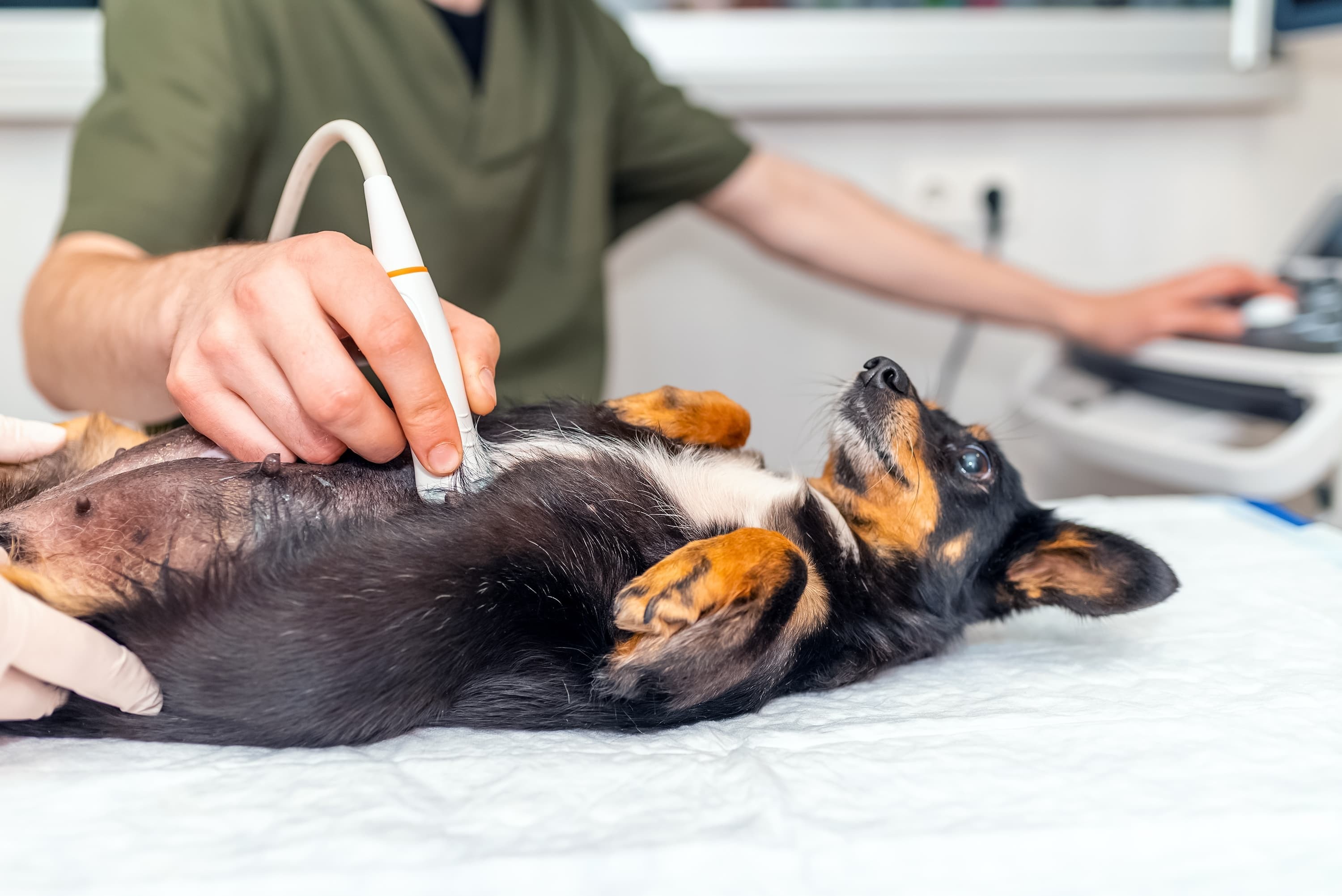 Imagem de um cachorro preto com manchas brancas e marrons deitado de barriga para cima em uma maca, enquanto um médico veterinário faz um ultrassom nele.