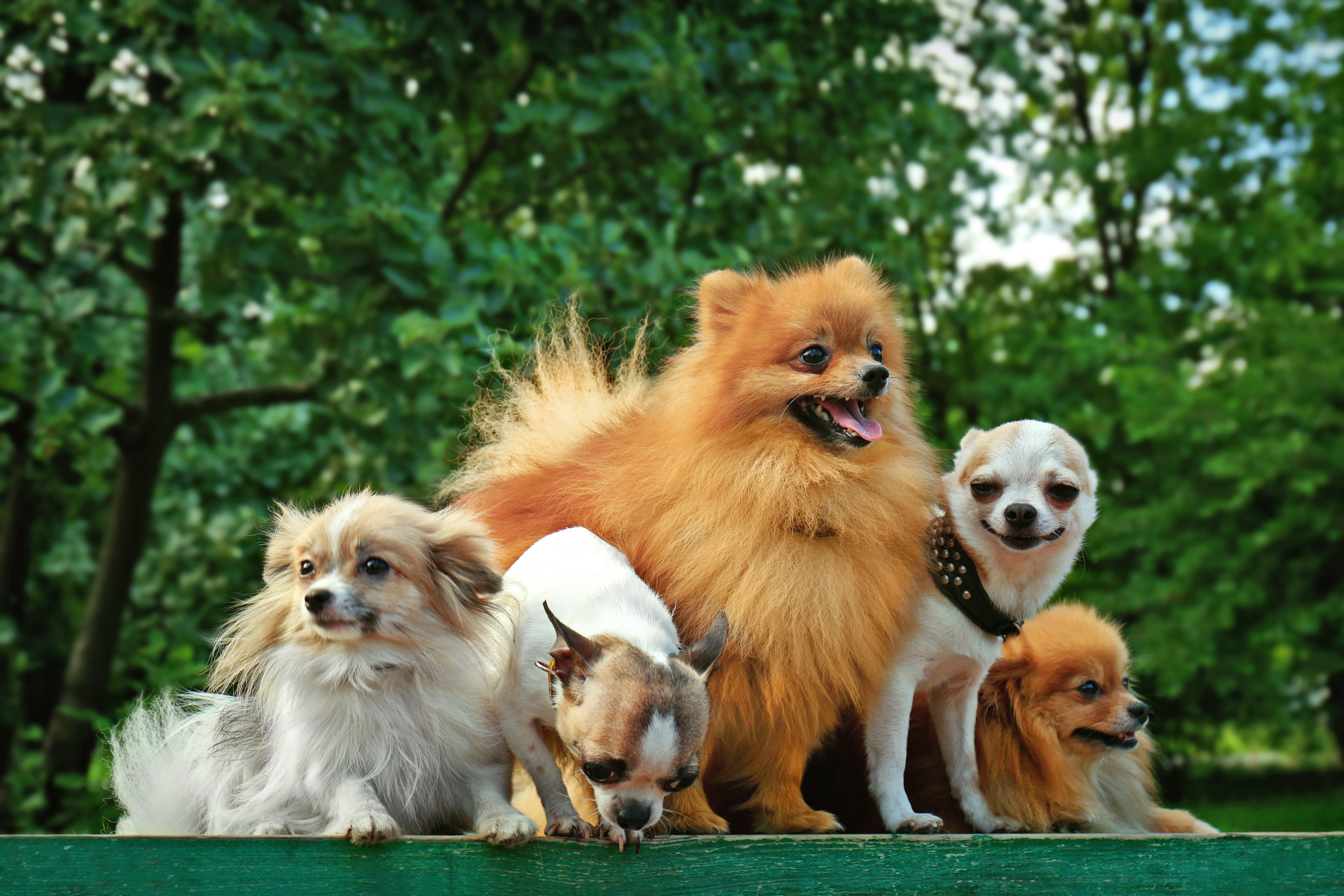 Imagem de cinco cachorros de porte pequeno, dois Spitz Alemão e três Chihuahuas, sentados em um banco verde com diversas árvores ao fundo.