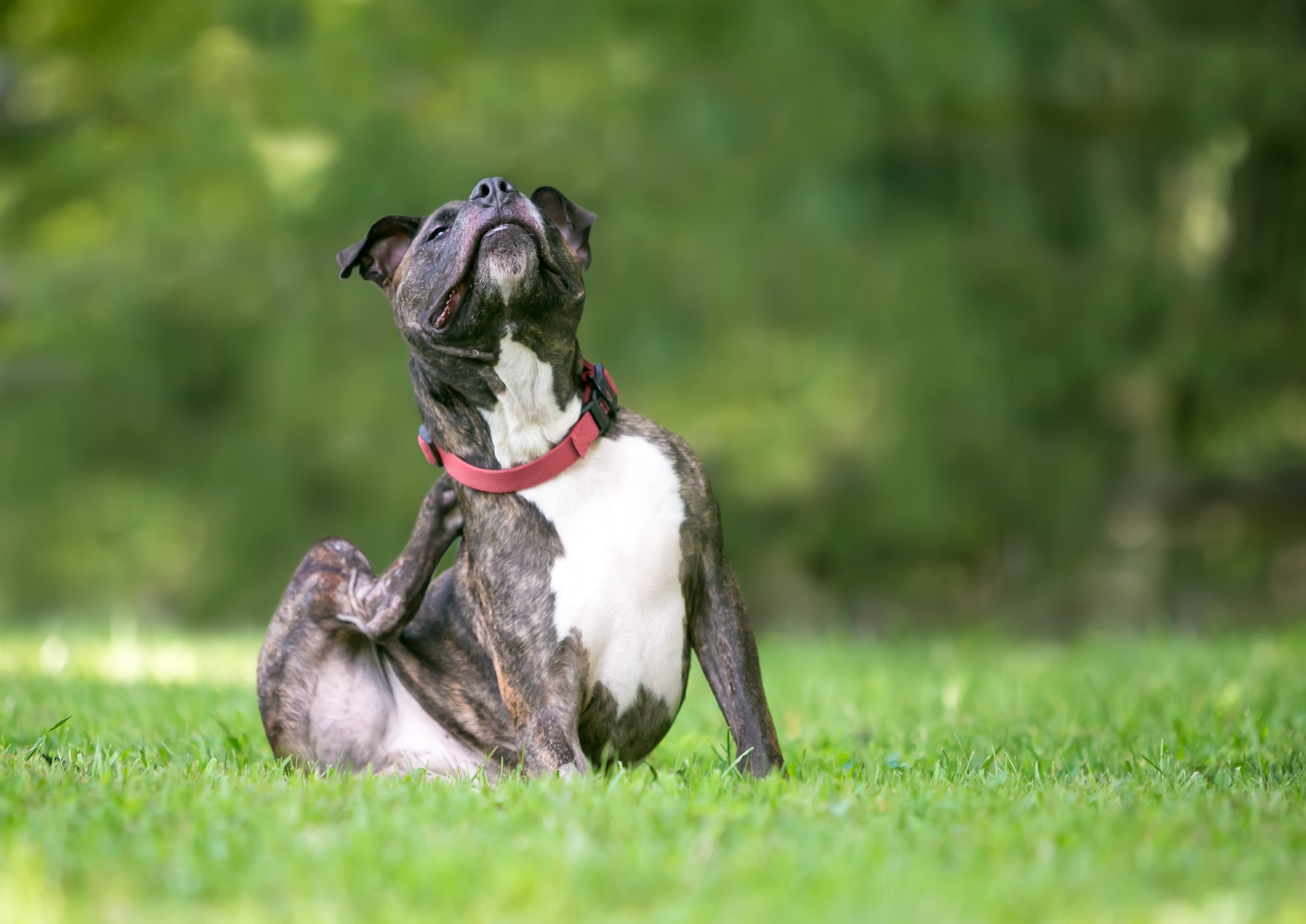 Imagem de um pit bull cinza e branco com coleira vermelha sentado na grama se coçando com a perna traseira devido à dermatite canina.