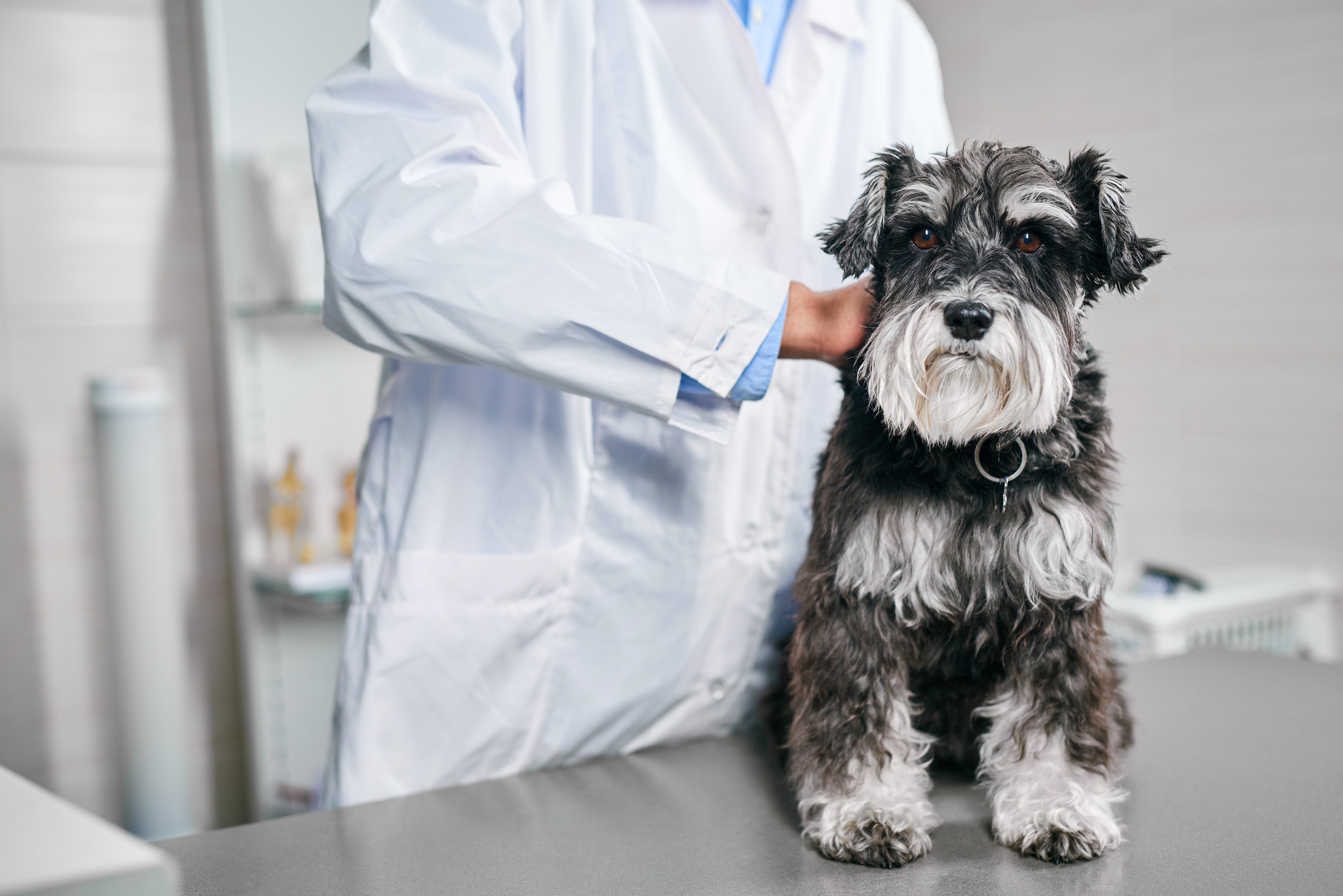 Imagem de um schnauzer branco e preto com hematúria, sentado em uma maca de alumínio, enquanto um médico veterinário está atrás dele, com uma das mãos nele.