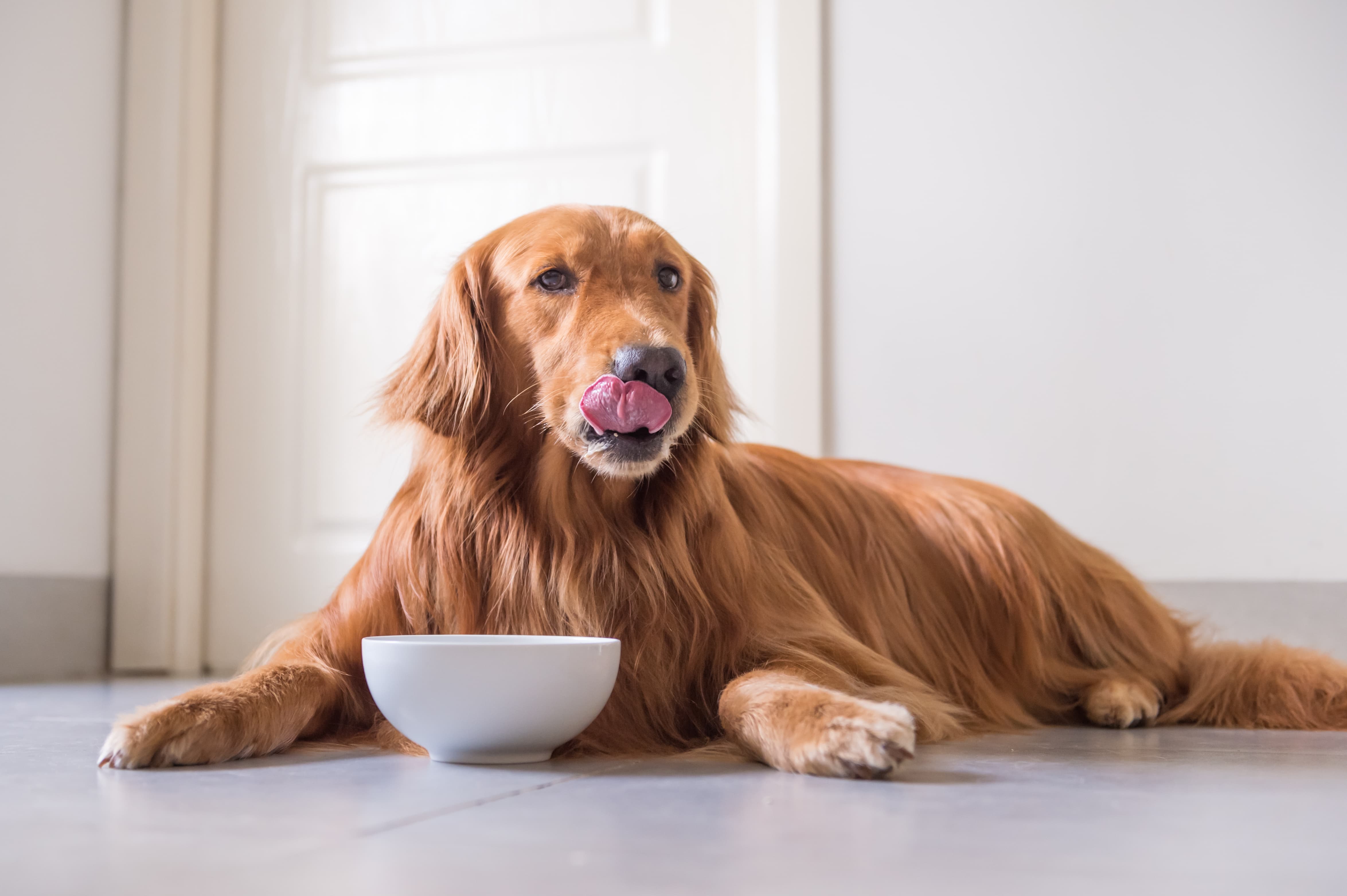 Imagem de um golden retriever deitado no chão com a língua de fora e um bowl branco entre suas patas dianteiras. Ao fundo, uma porta branca.