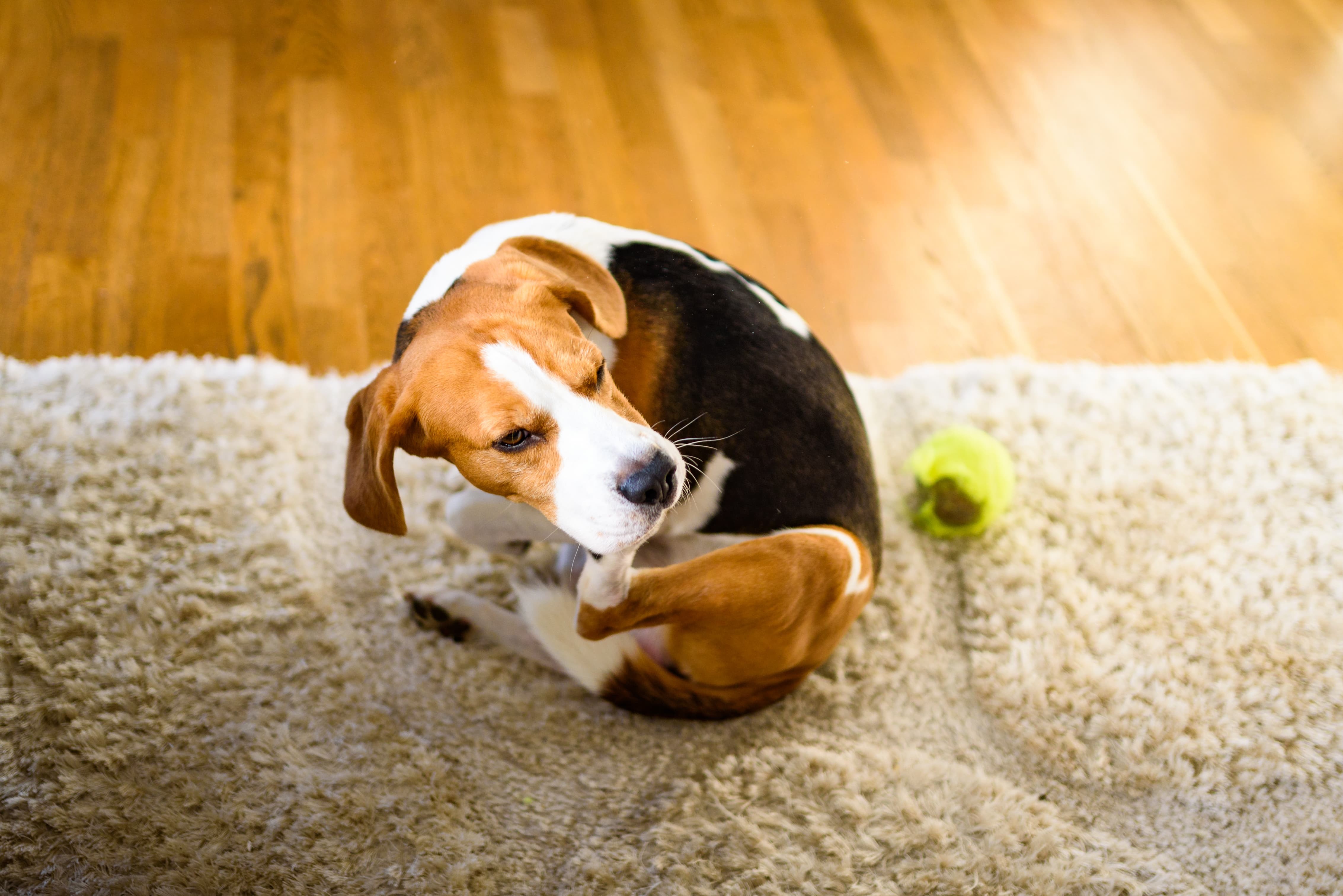 Imagem de um Beagle se coçando, sentado sobre um tapete bege ao lado de uma bolinha amarela, com o piso de madeira ao fundo.
