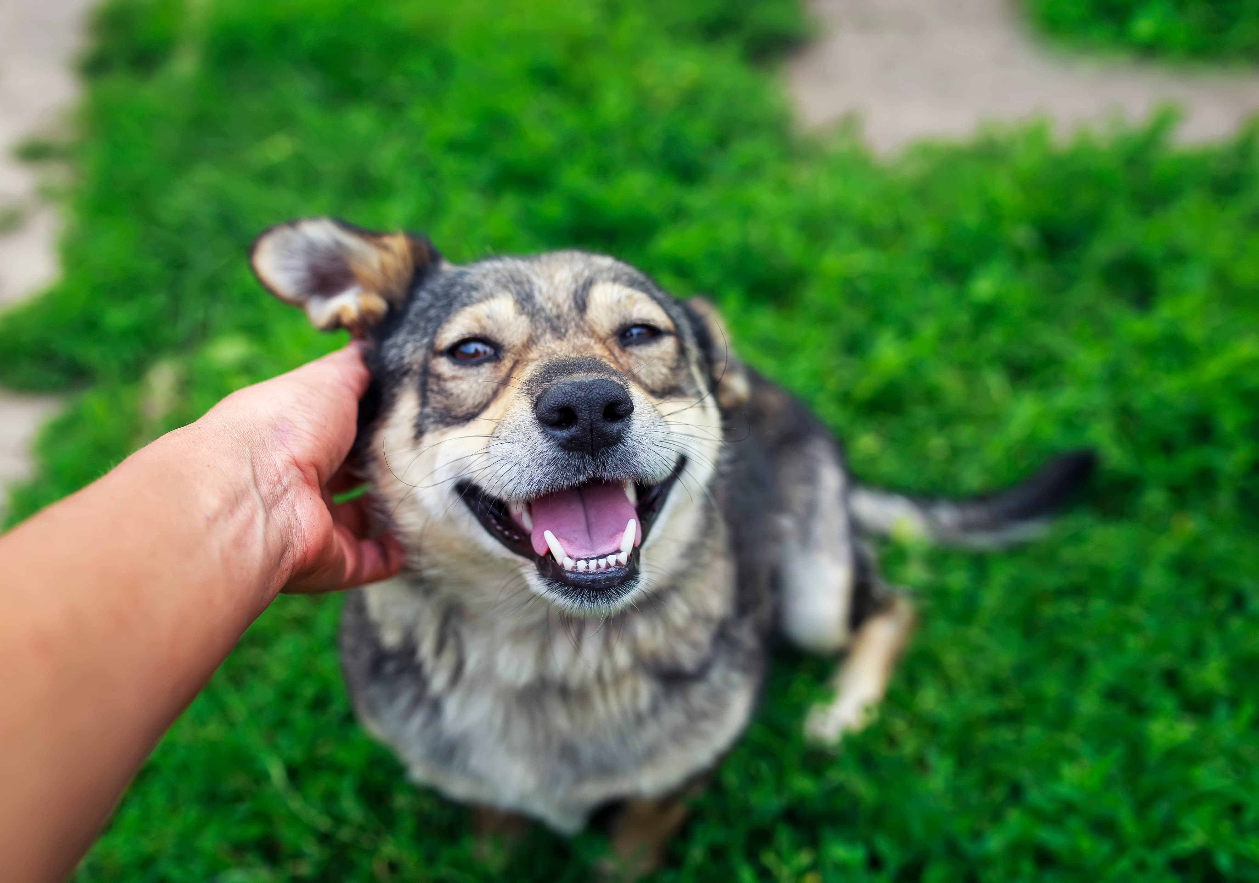 Imagem de um cachorro com tons de marrom, com a boca aberta, sentado na grama recebendo carinho.