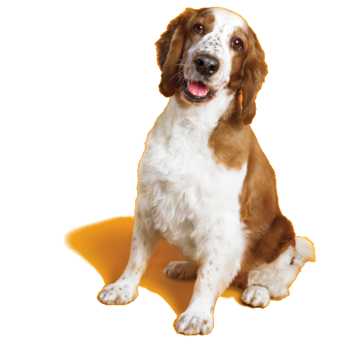 Receitas | PEDIGREE®