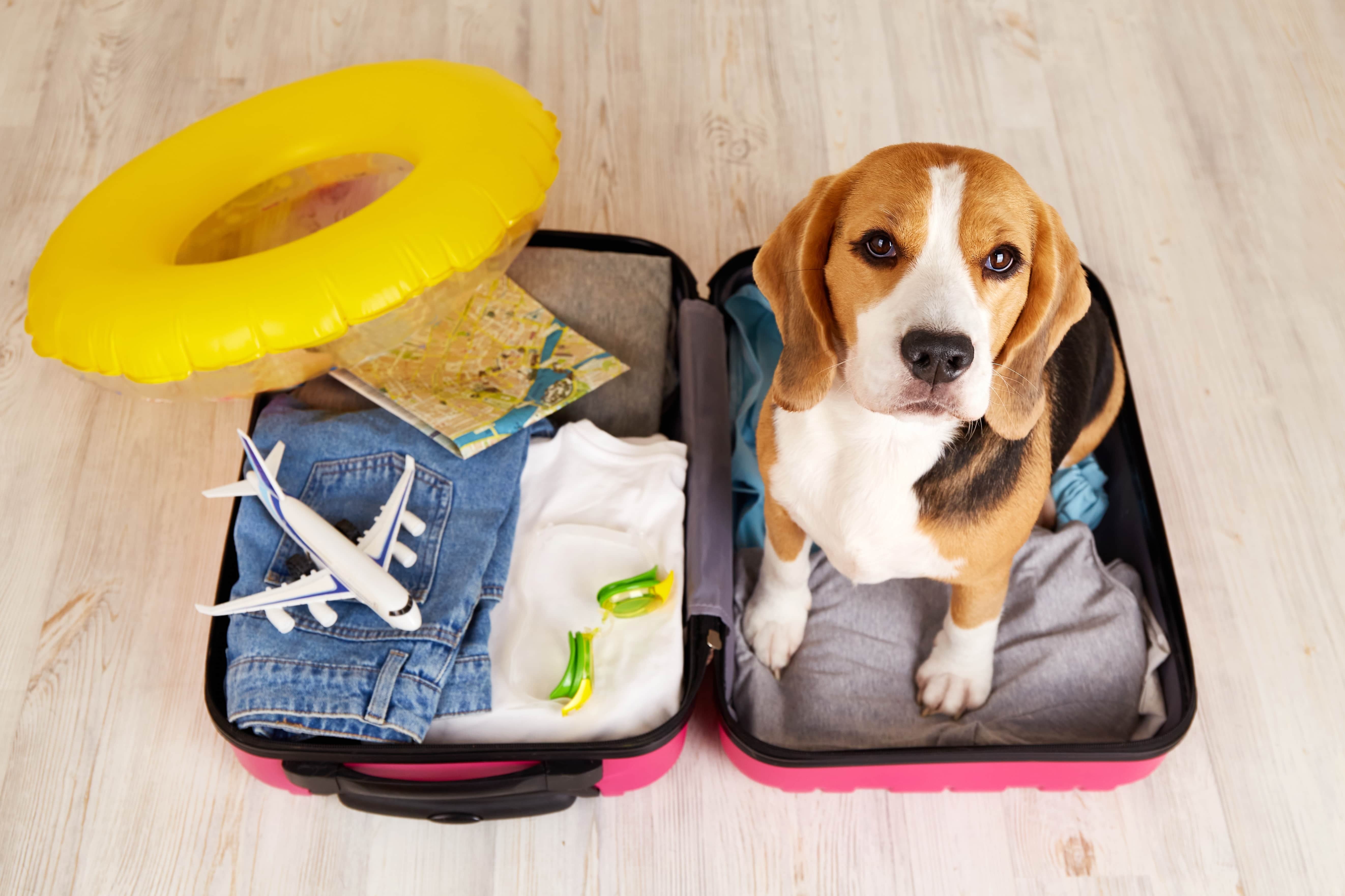 Imagem de uma mala de viagem aberta com roupas, um avião de brinquedo, uma boia e, ao lado, um Beagle sentado olhando para cima.