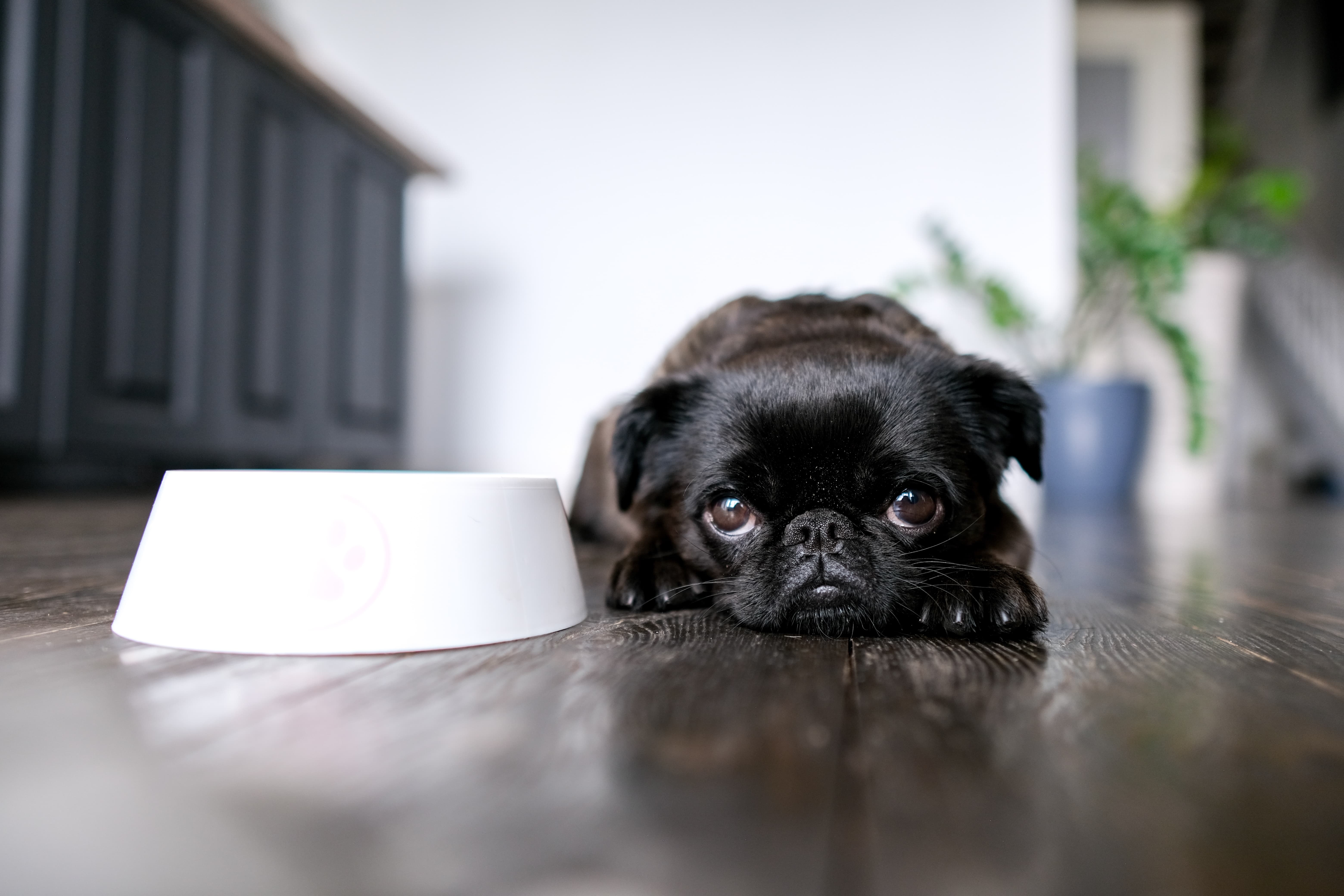 Cachorro Pug preto filhote, deitado no chão ao lado de um pote de ração, sem querer comer