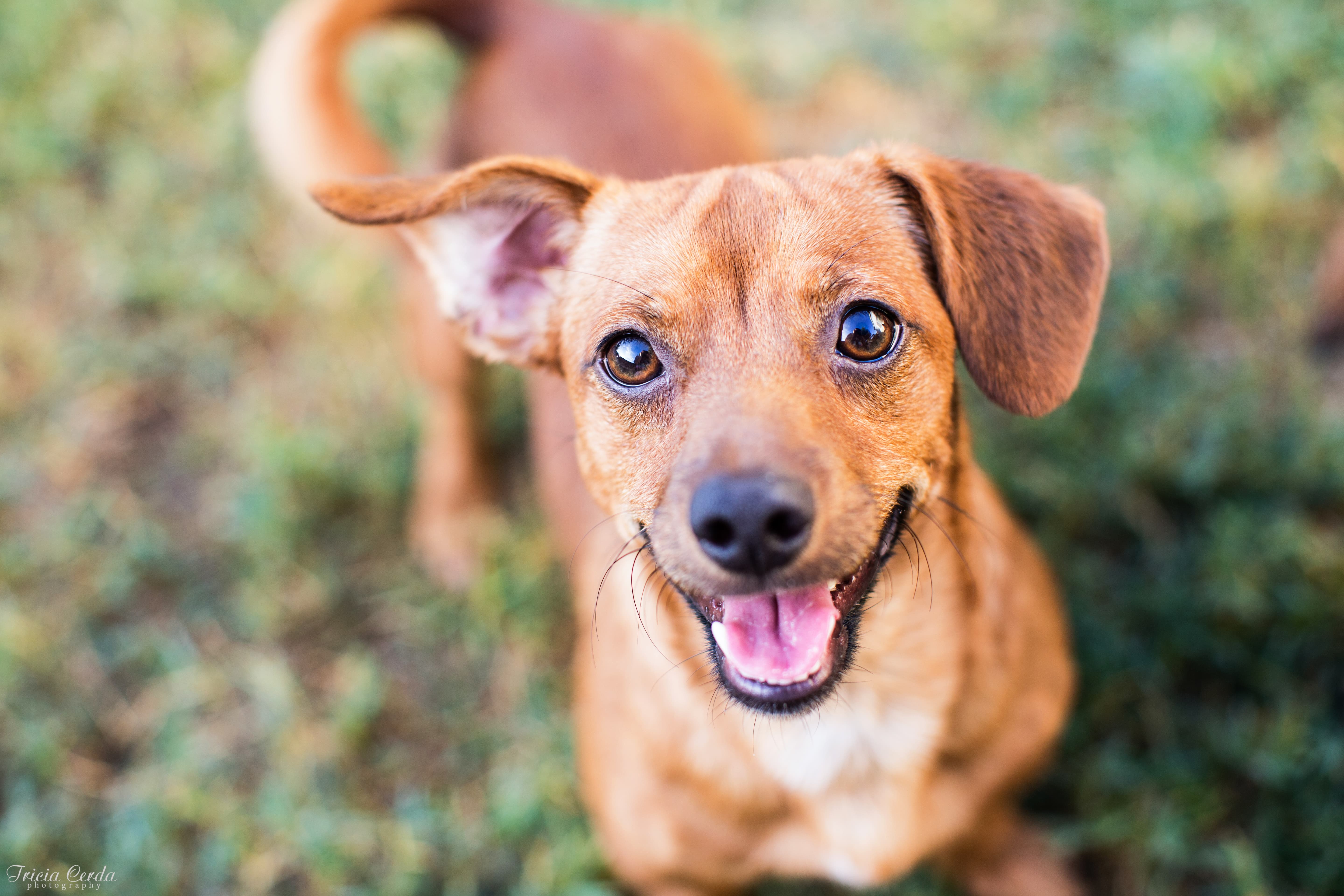 Cachorro Vira-Lata caramelo de porte pequeno sorrindo em pé na grama