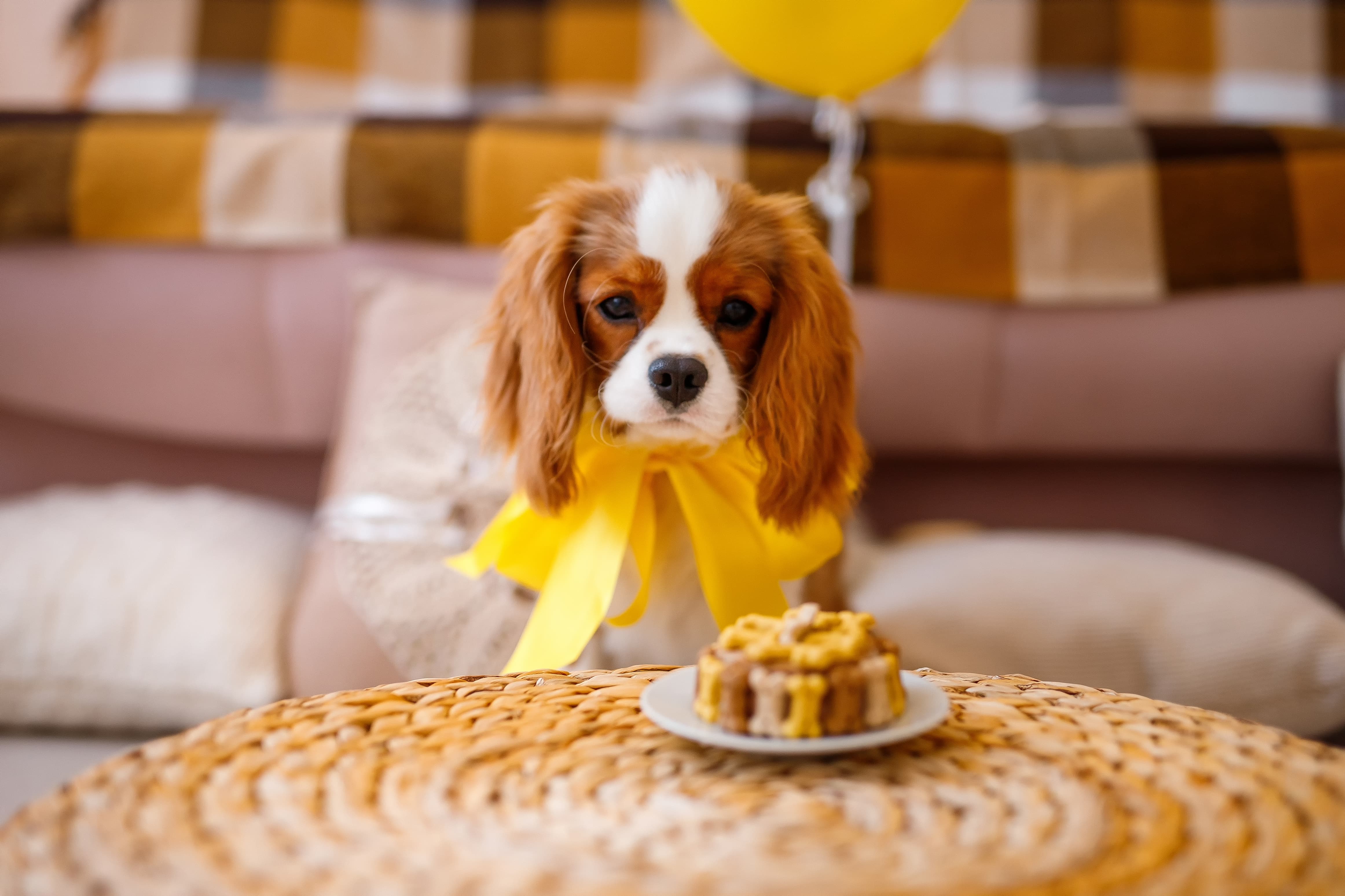 Cachorro da raça Cavalier King Charles Spaniel, com um grande laço de cetin amarrado no pescoço, sentado em uma cadeira, olhando para um bolo de ração com petiscos que está na sua frente