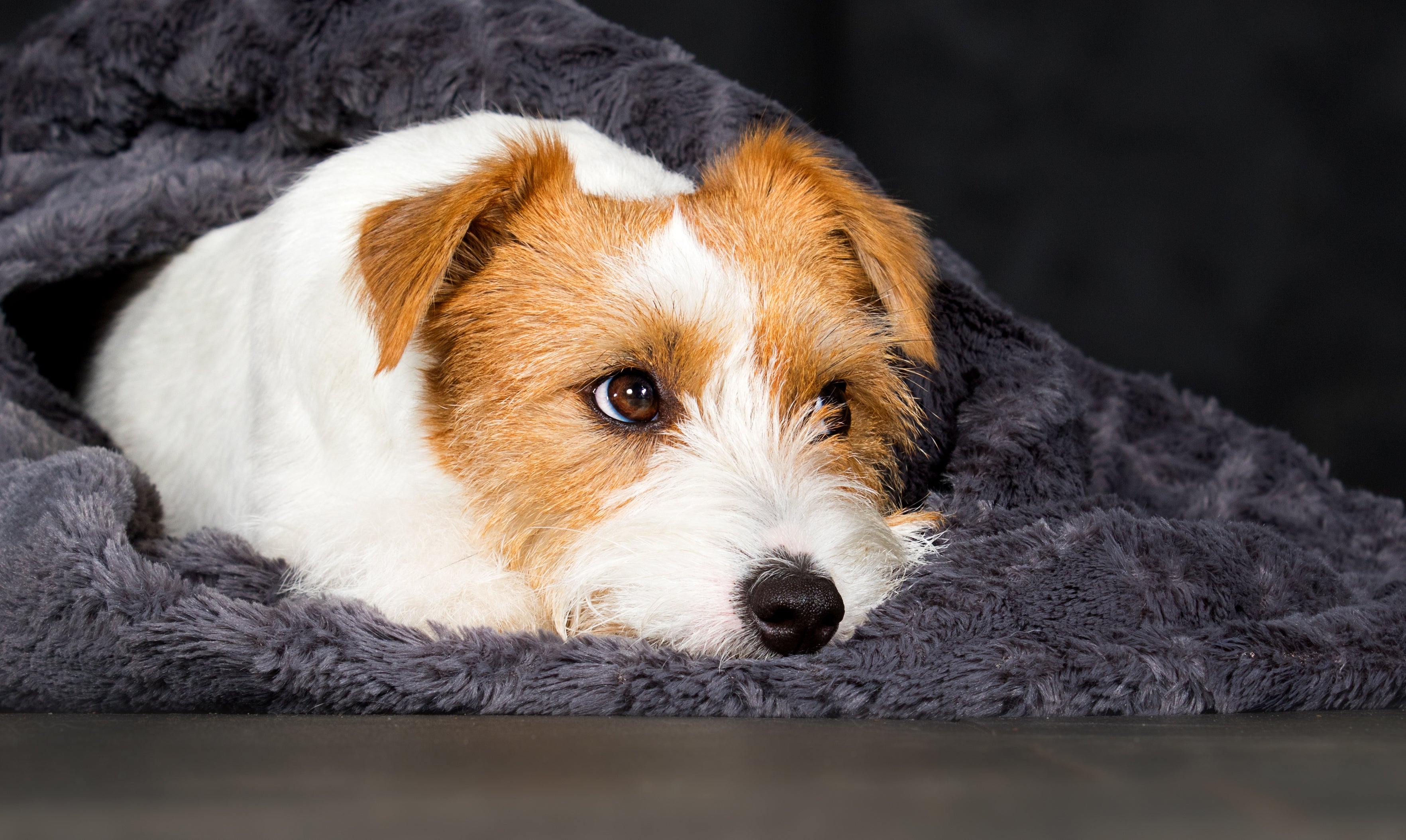 Cachorro da raça Jack russell terrier, deitado em uma manta cinza peludinha