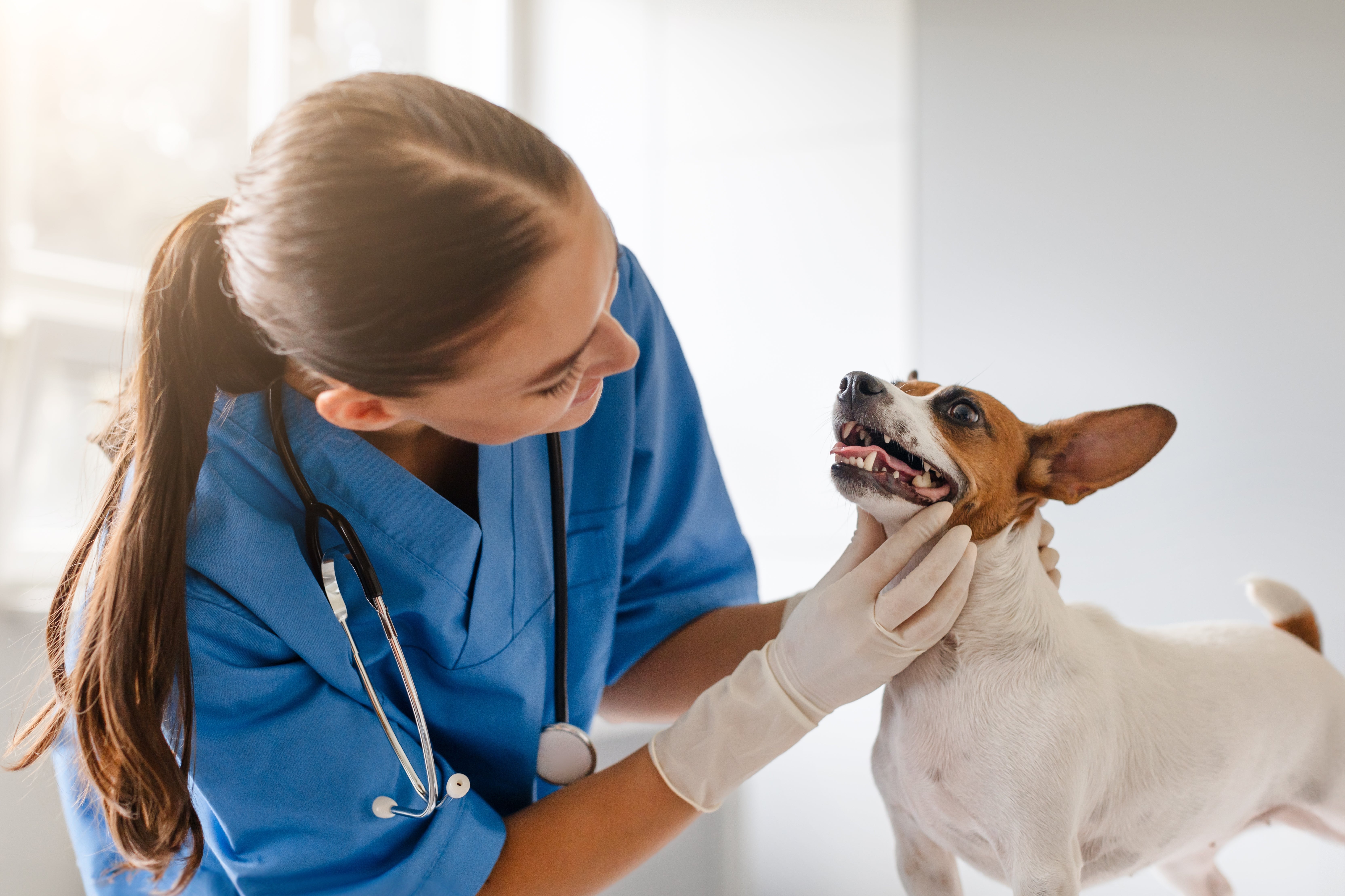 Médica veterinária de jaleco azul examina os dentes de um cachorro Jack russell terrier em um consultório. 