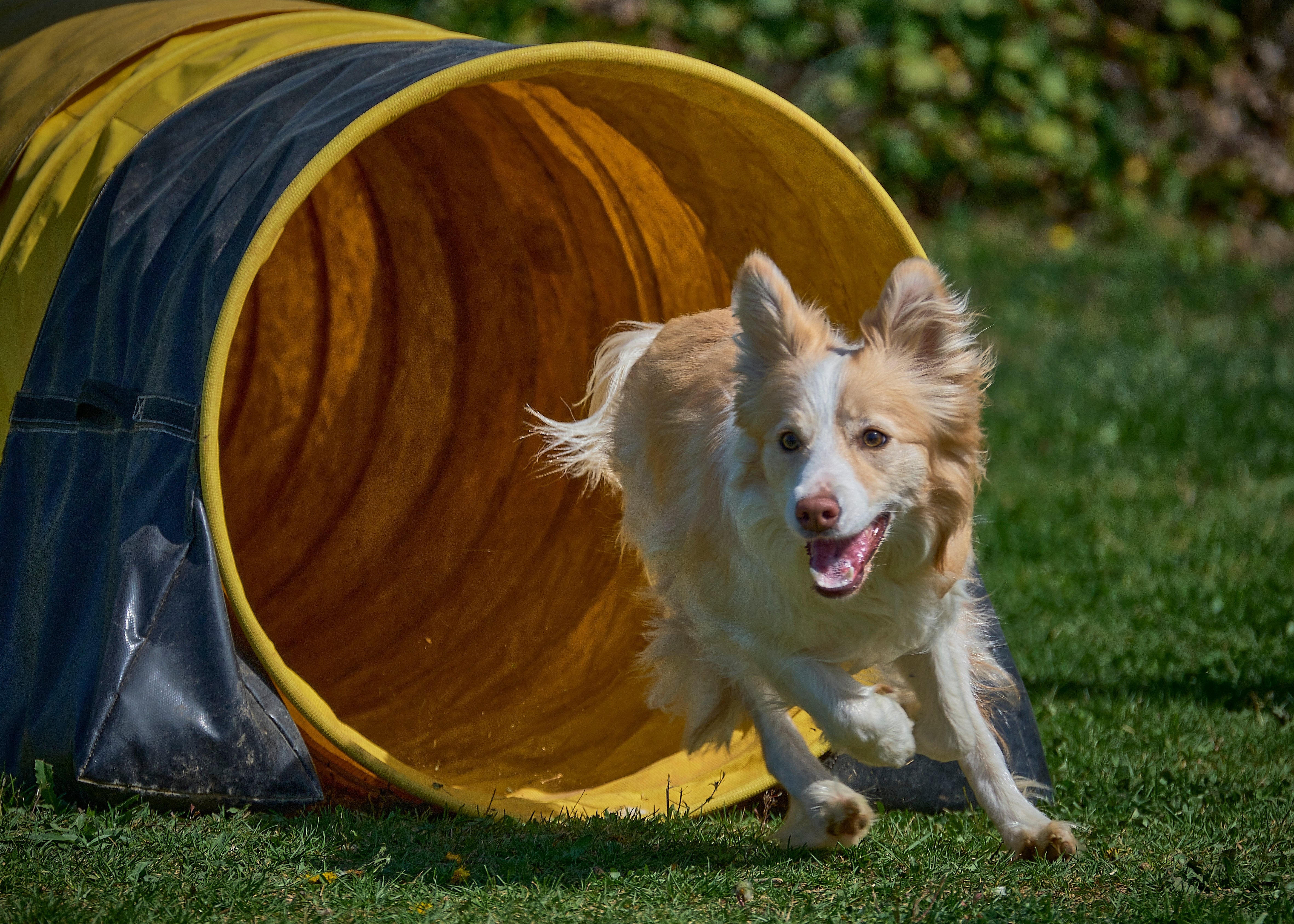 Cachorro da raça Border Collie, com pelagem clara, saindo em disparada de um túnel de treinamento de agility em um campo de grama verde.