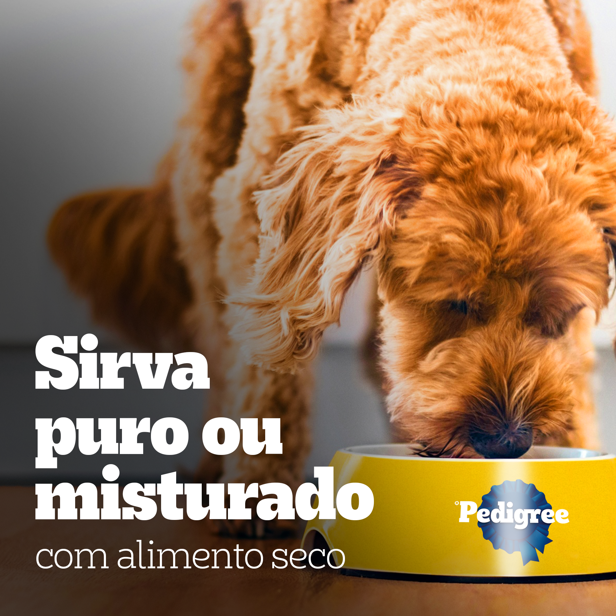 Lata Adulto Sabor Carne Ao Molho