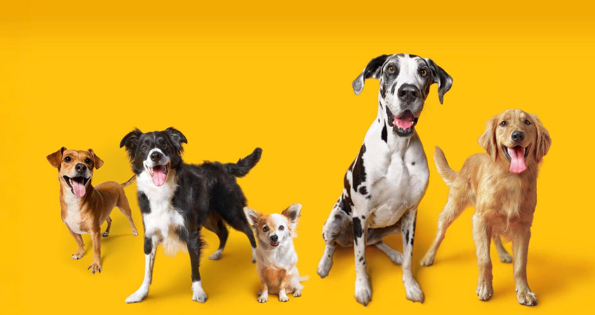 Bem-vindo cães.