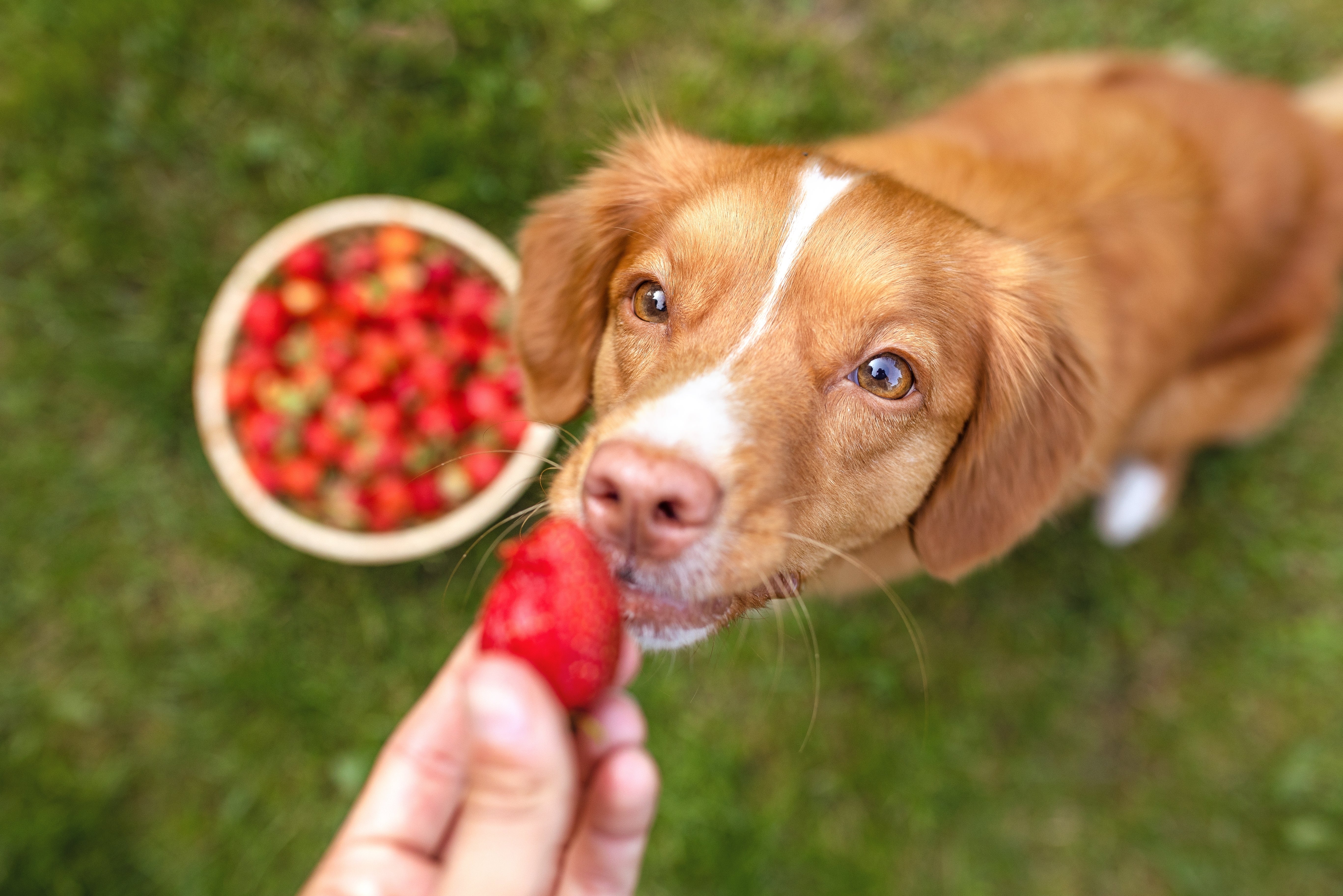 Cachorro Duck tolling retriever com uma faixa branca no rosto cheirando um morango segurado por uma pessoa, com uma tigela de morangos ao fundo sobre a grama.