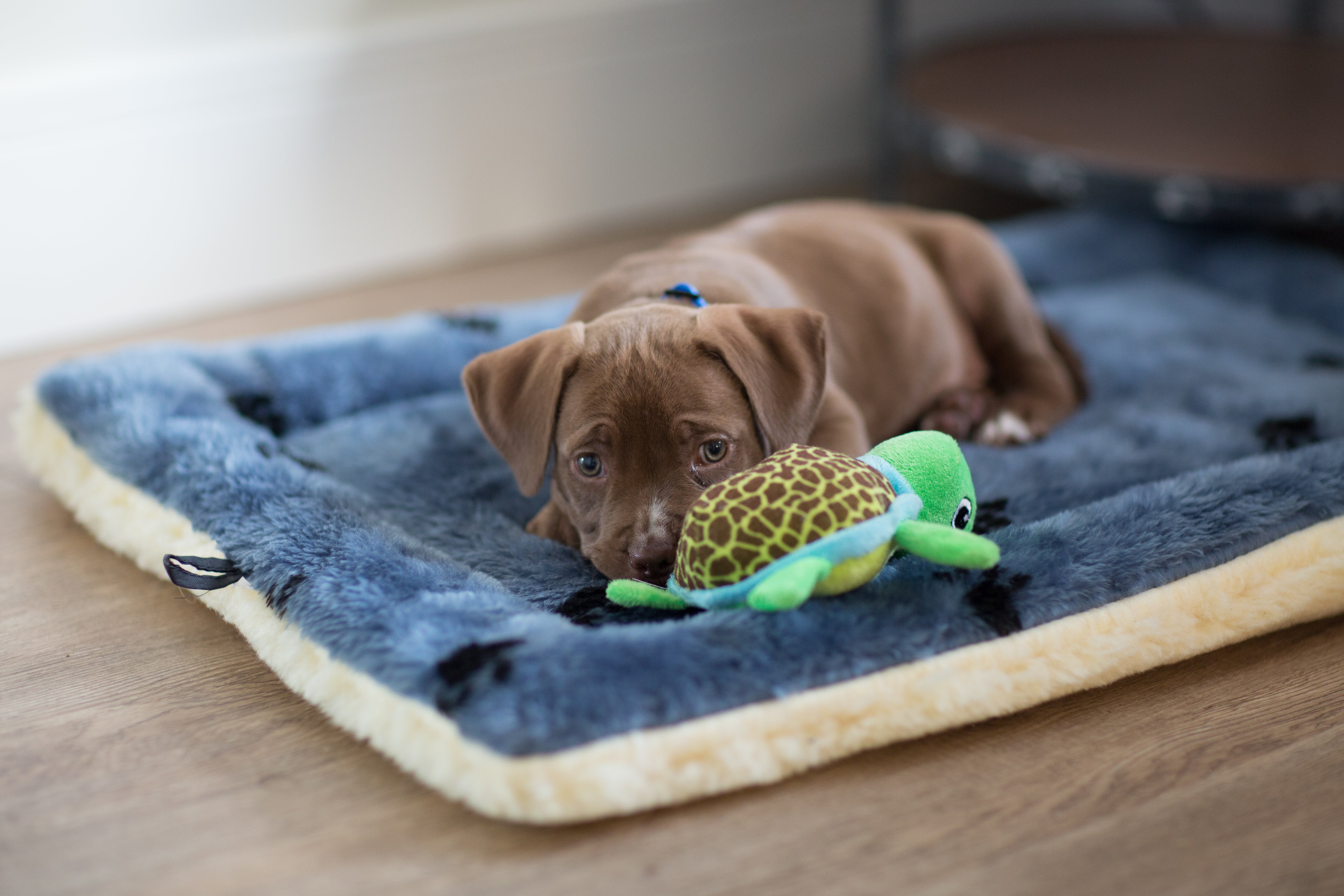Filhote de cachorro da raça Pitbull marrom descansando em uma cama azul com um brinquedo de tartaruga verde ao lado.