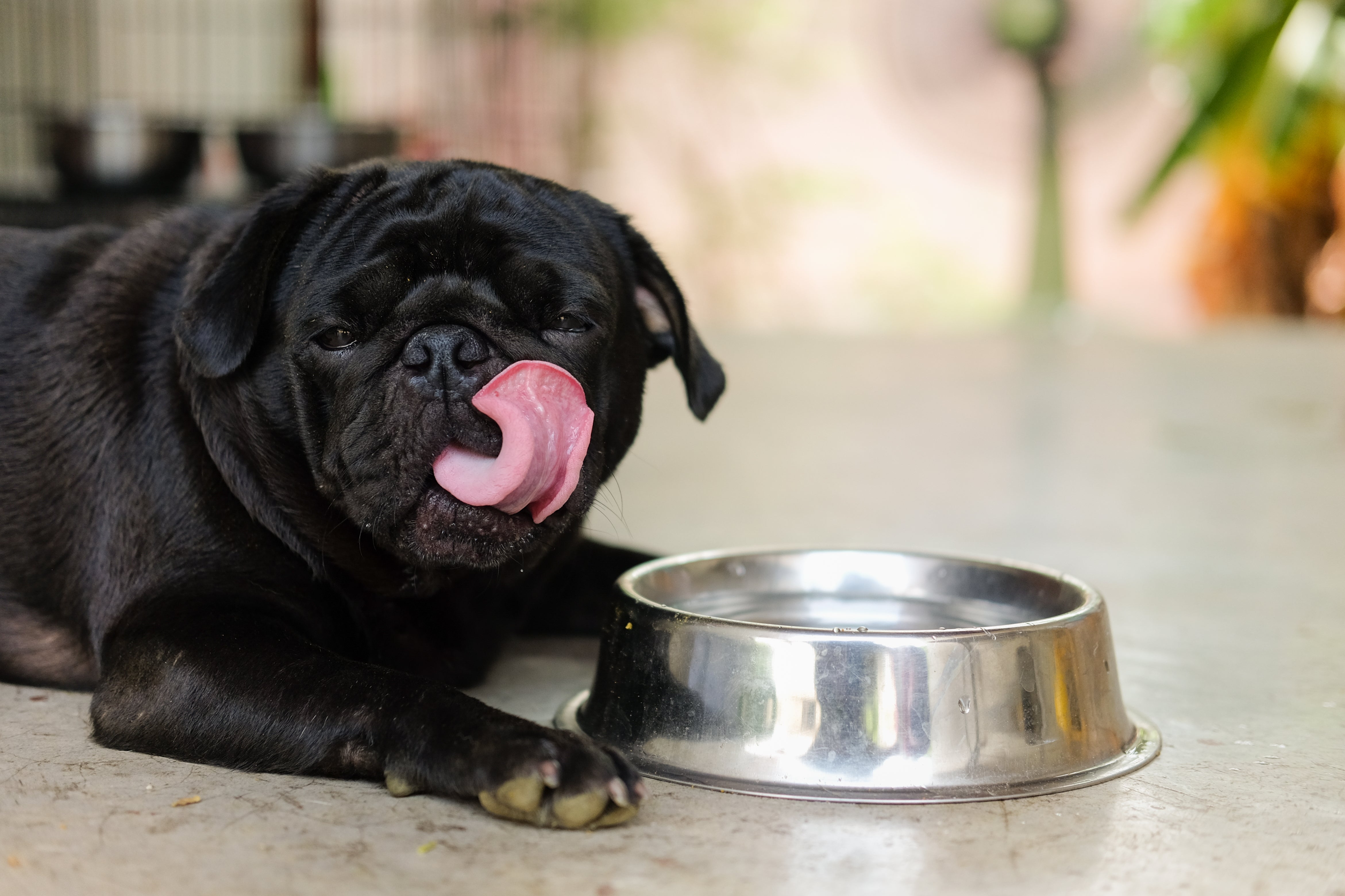 Cachorro da raça Pug preto deitado ao lado de uma tigela de aço inoxidável, lambendo o focinho, em um ambiente interno.