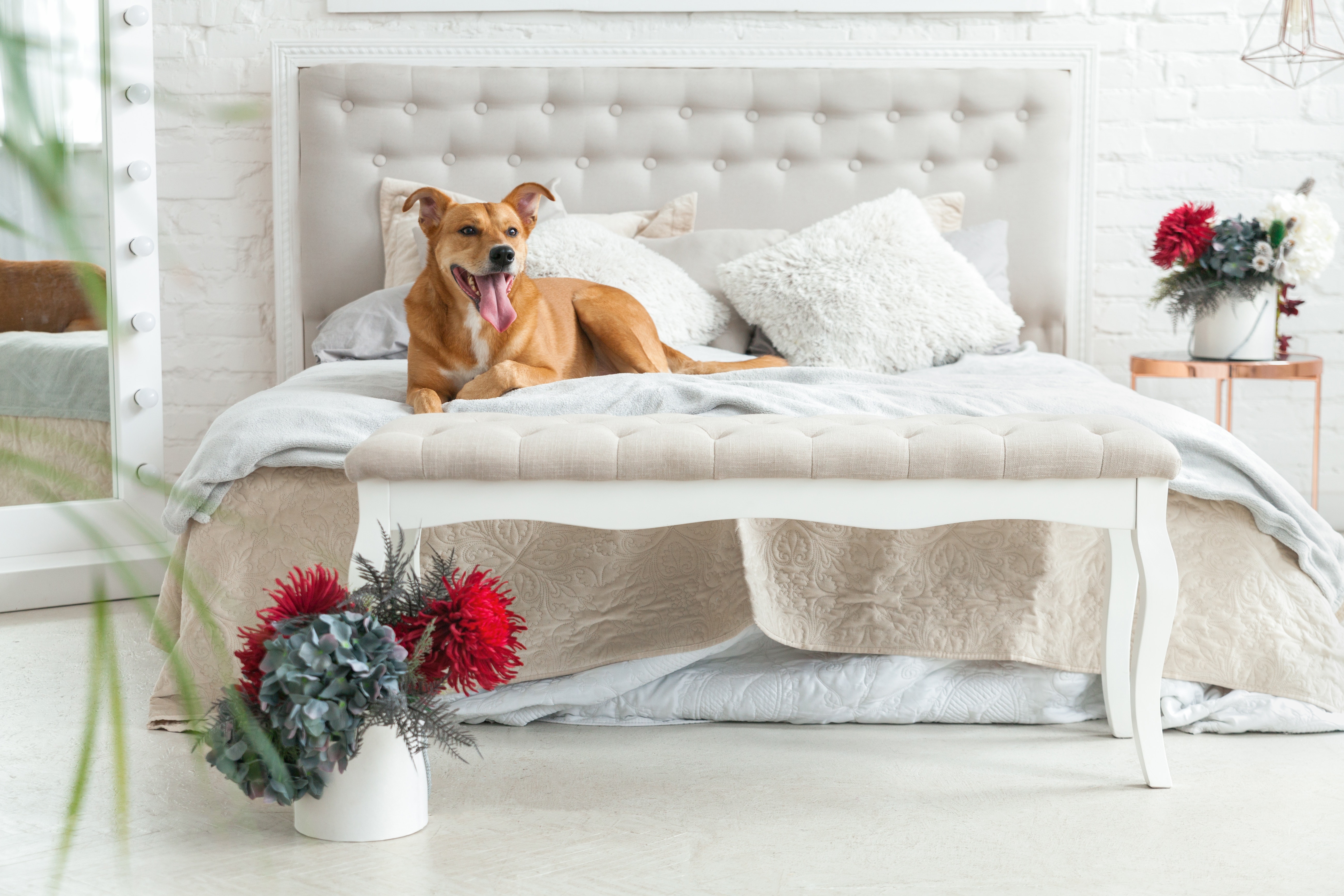 Cachorro vira-lata caramelo deitado em uma cama elegante com travesseiros brancos e decoração ao fundo.