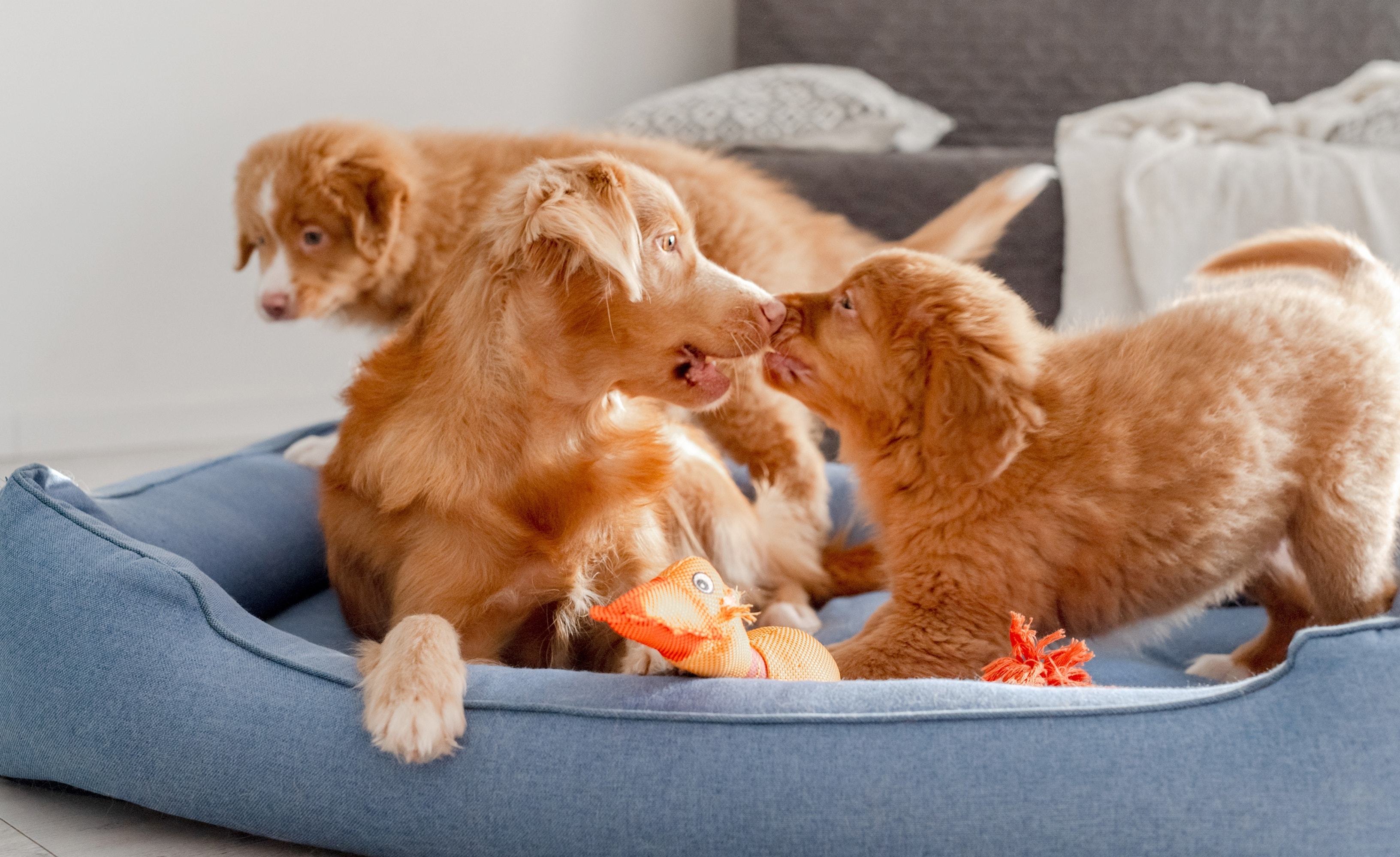 Dois cães da raça Golden Retriever de pelagem dourada interagindo em uma cama azul com brinquedos ao redor, em um ambiente interno aconchegante.