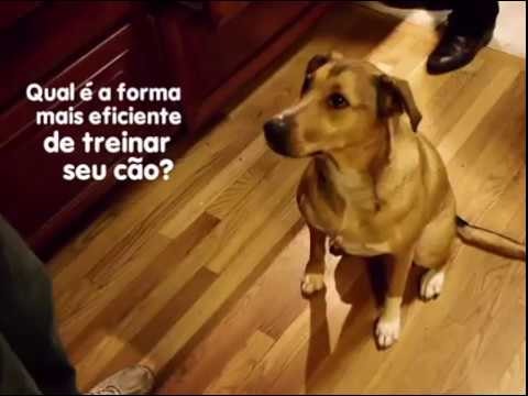 thumb adestrar filhote