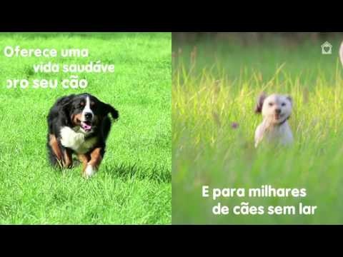 thumb cachorros além da adoção
