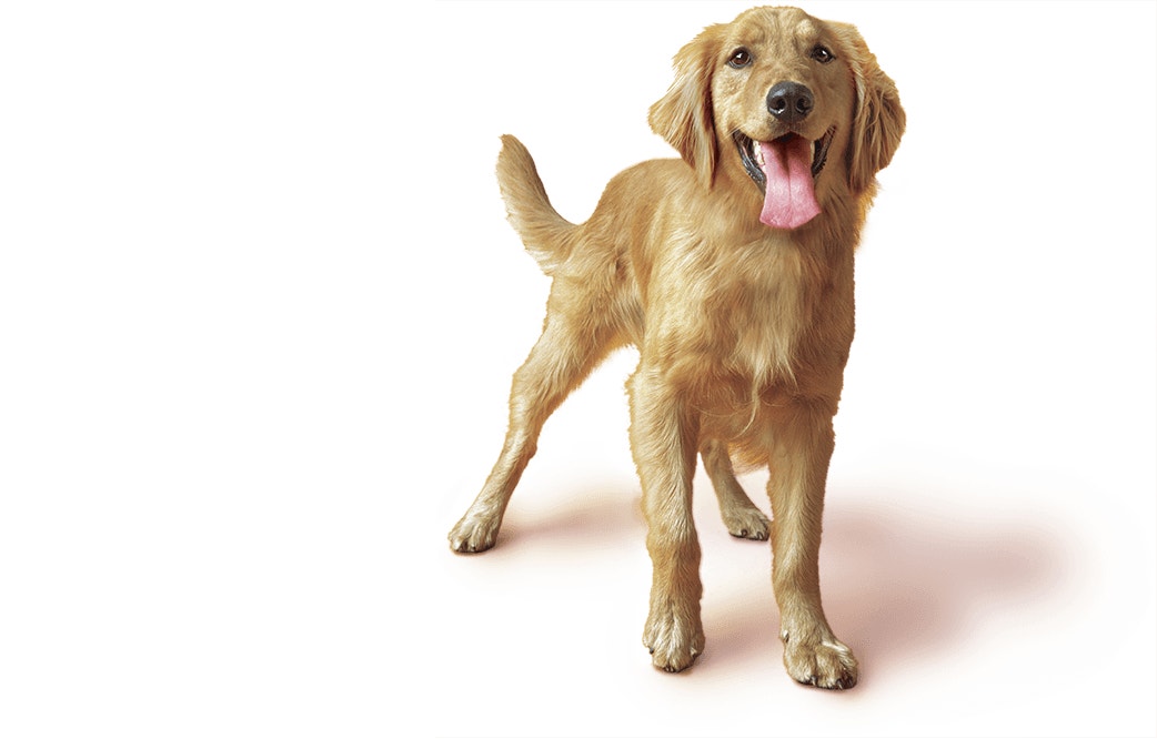 Hero Adult Dog