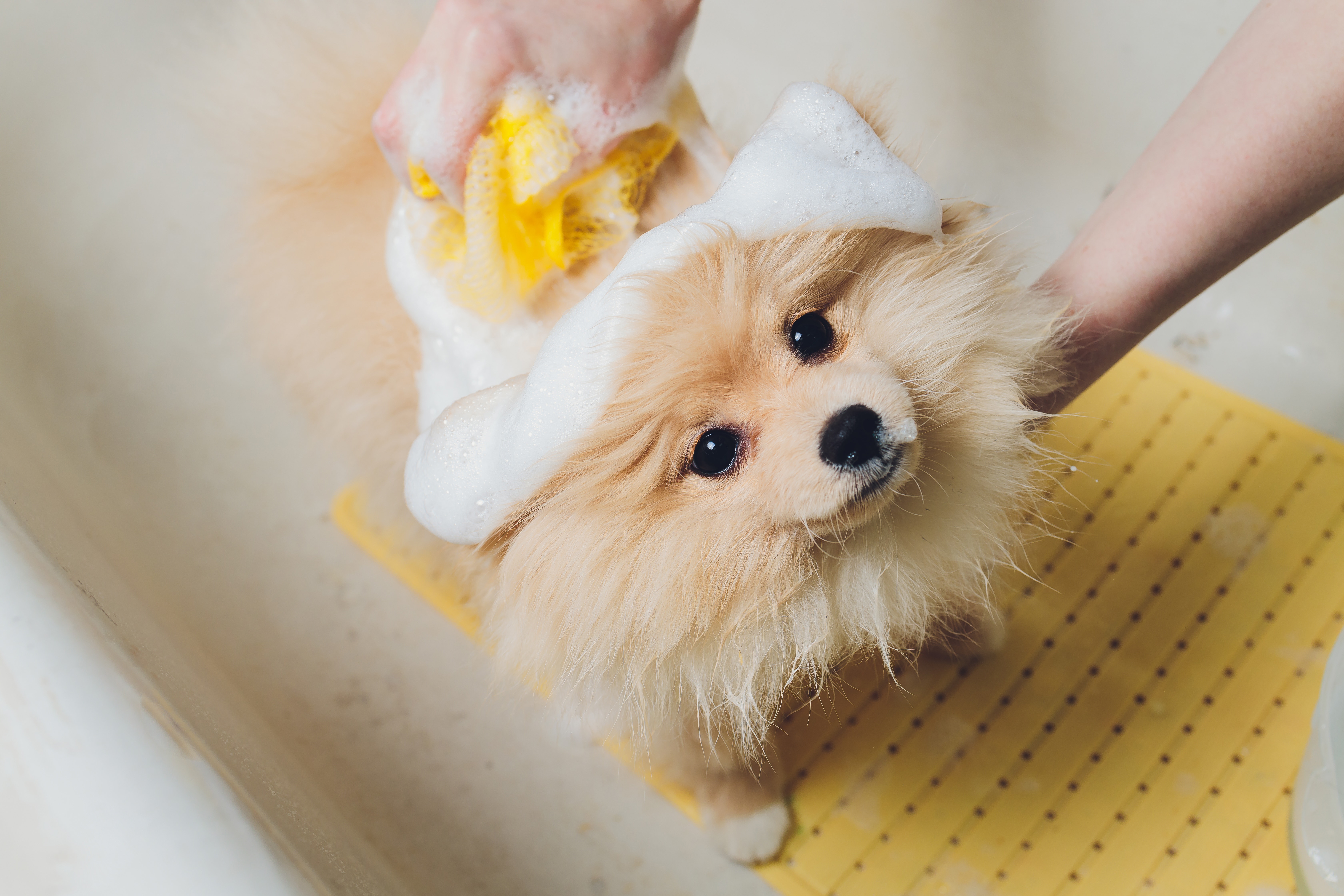 Cachorro da raça Spitz Alemão (Lulu da Pomerânia) sendo ensaboado durante um banho, com espuma sobre a cabeça e uma esponja amarela.