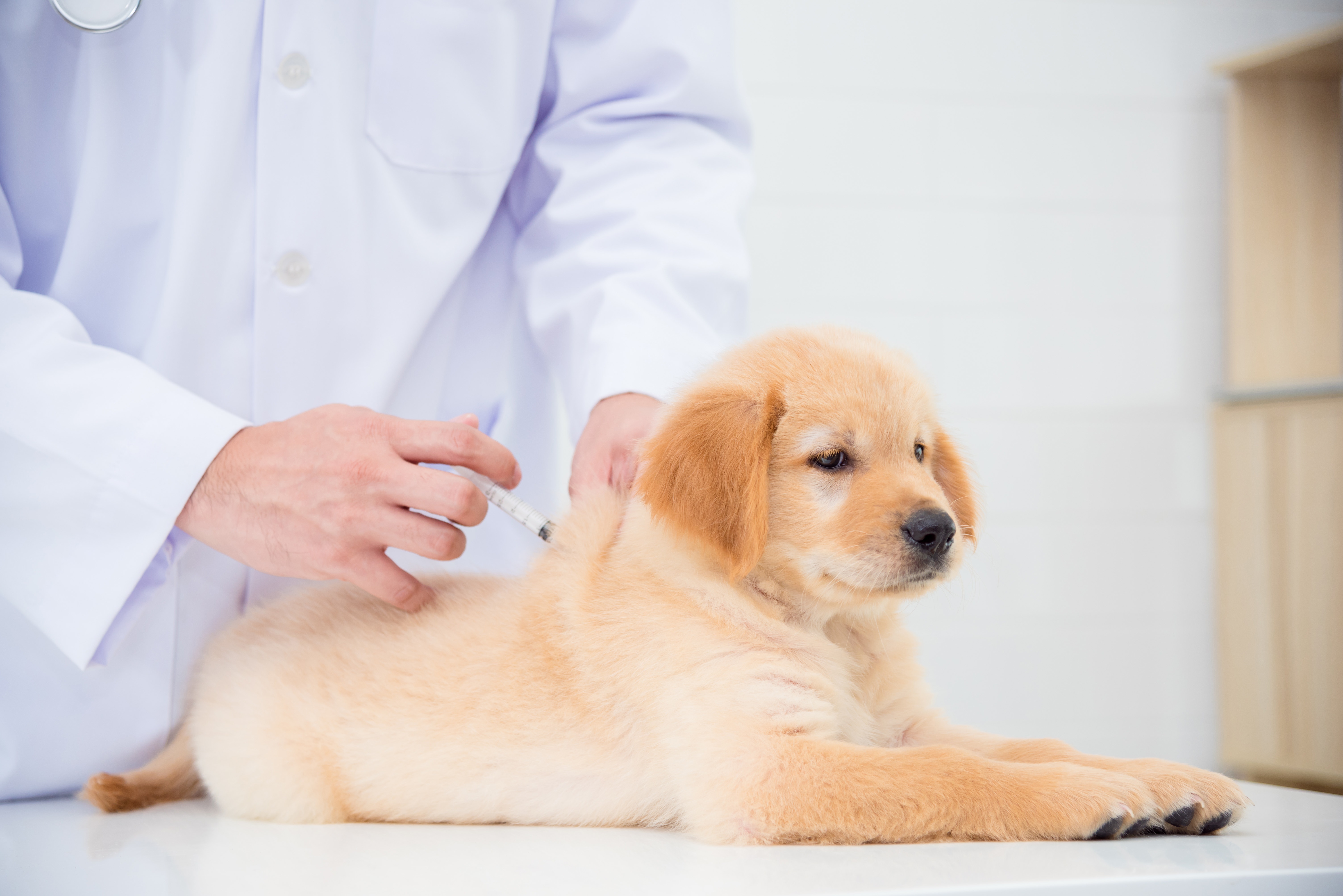 Veterinário aplicando injeção em um filhote de cachorro de pelagem dourada, deitado sobre uma mesa branca em um ambiente clínico.