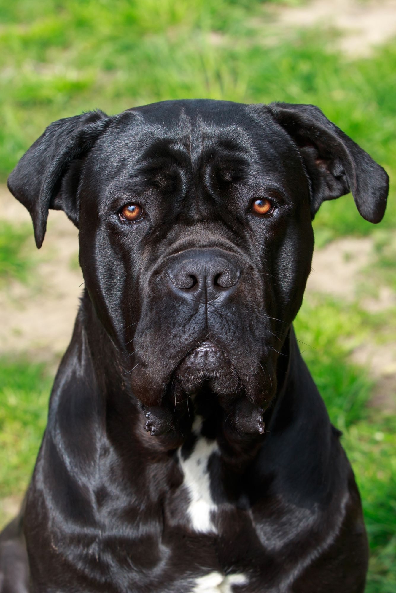 Cachorro cane corso sentado na grama olhando fixamente para a foto