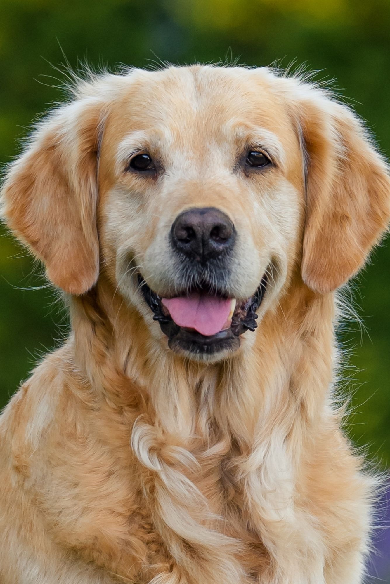 Cachorro Golden Retriever sorrindo olhando para a foto