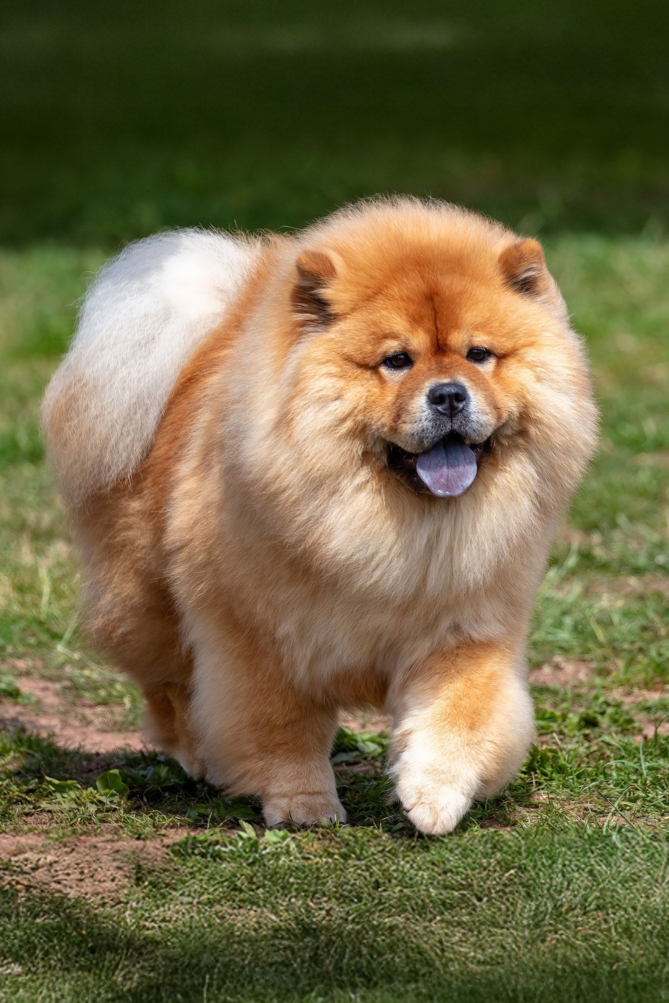 Cão da raça Chow Chow de pelagem dourada caminhando sobre a grama