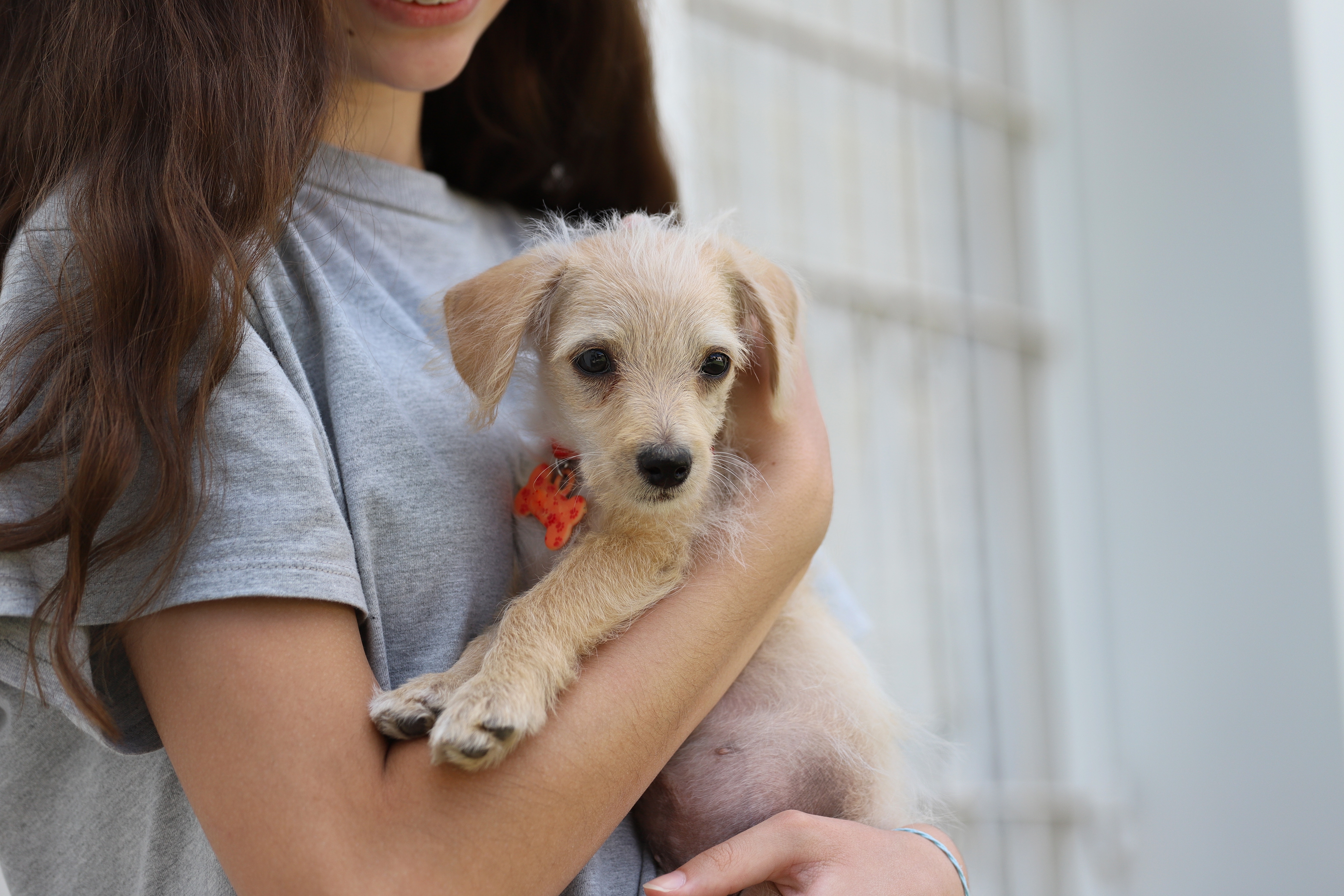 Mão de voluntário faz carinho em um cachorro vira-lata caramelo que está feliz em uma grade de abrigo, ilustrando os cuidados e a esperança da adoção responsável.