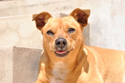 Cachorro cor caramelo feliz deitado do lado de uma escada.