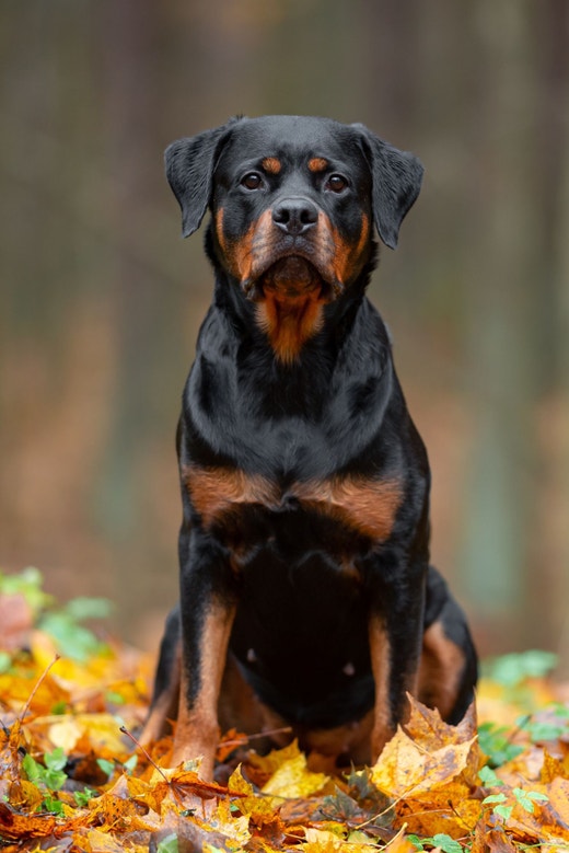Cachorro Rottweiler concentrado, sentado em folhas de outuno