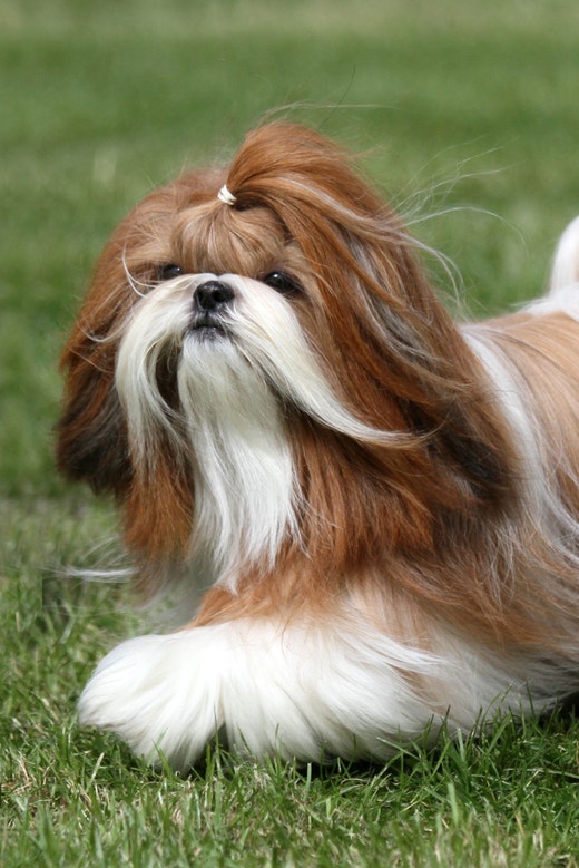 Cachorro ShihTzu dourado, com pelos longos, andando em um gramado