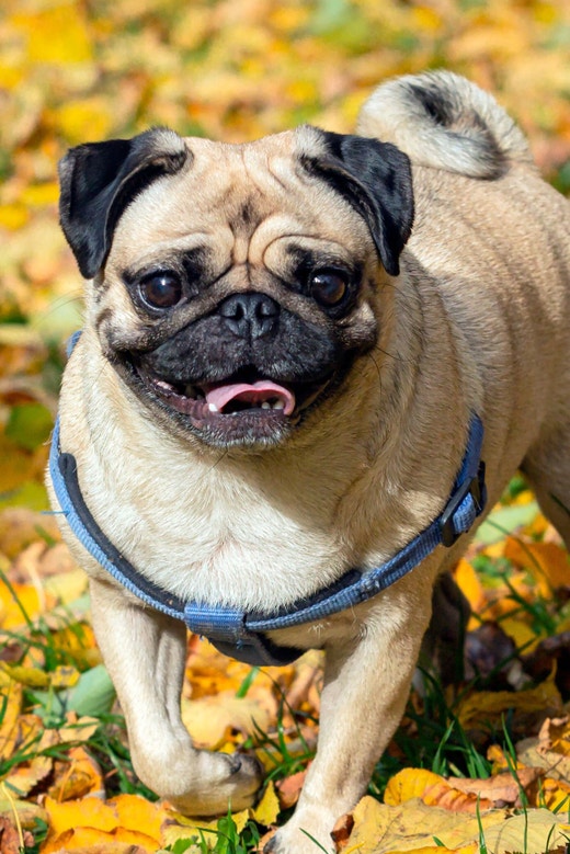 Cachorro pug usando uma coleira peitoral passeando