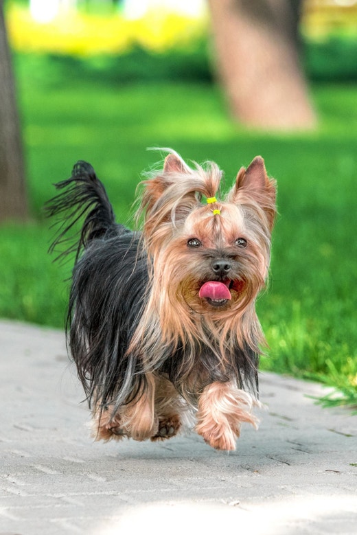 Yorkshire fêmea de pelos longos, passeando em um jardim