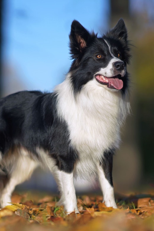 Cachorro da raça border collie parado, olhando fixamente para algo em um local com folhas de outono no chão
