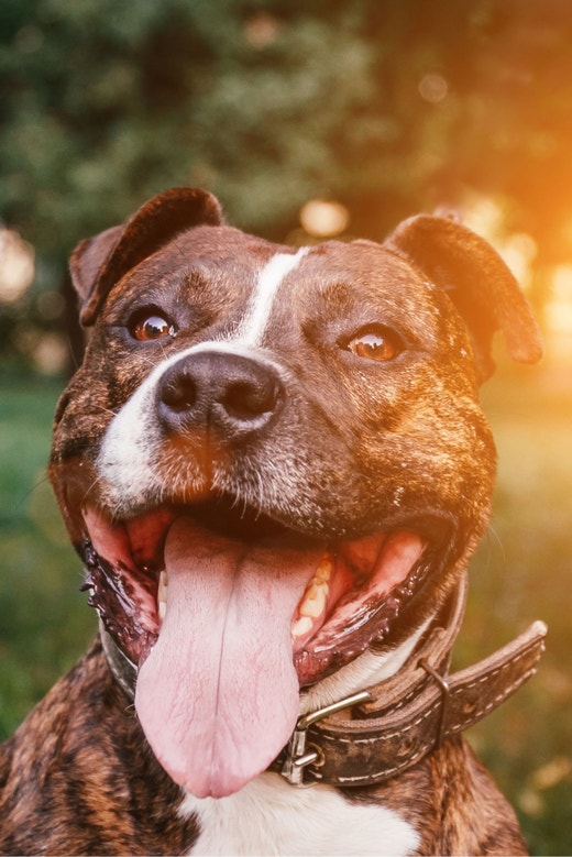 Cachorro Pitbull tigrado sem orelha cortada, com a língua para fora, uma coleira marrom em um parque com por do sol ao fundo