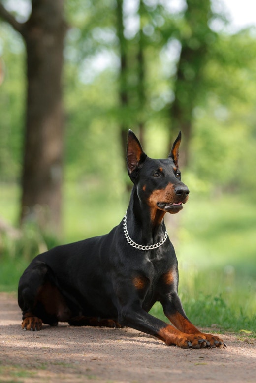 Cachorro doberman com uma coleira de corrente no pescoço, deitado em um parque