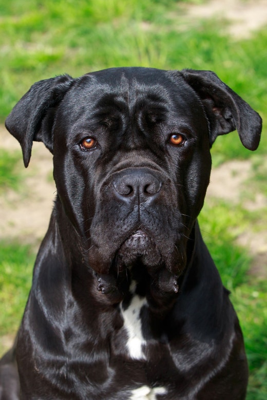 Cachorro cane corso sentado na grama olhando fixamente para a foto