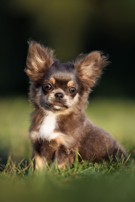 Cachorro chihuahua chocolate sentado na grama